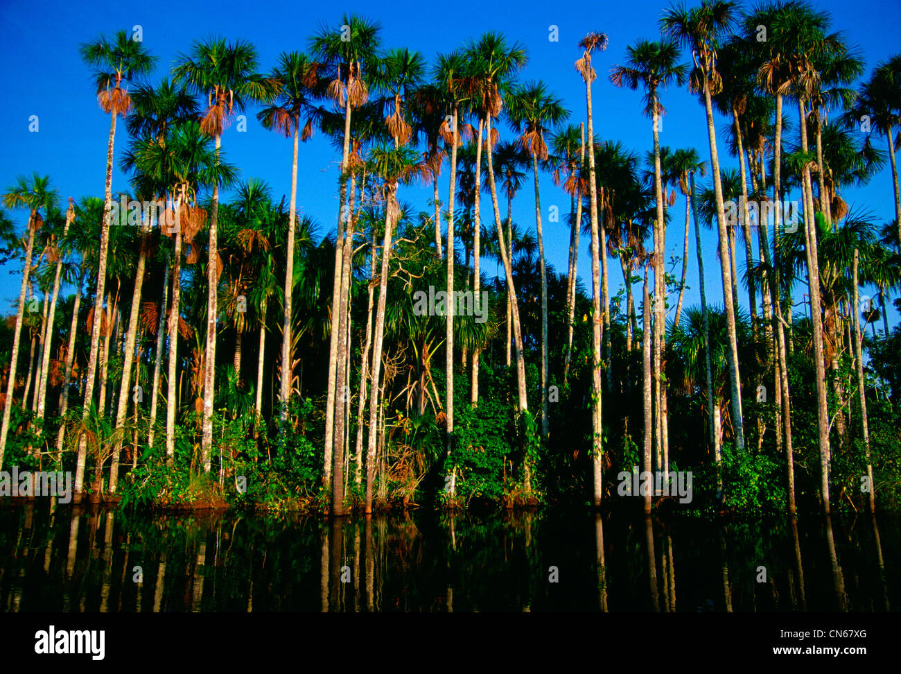 Palm trees at Lake Sandoval, Peruvian Rainforest, South America Stock Photo