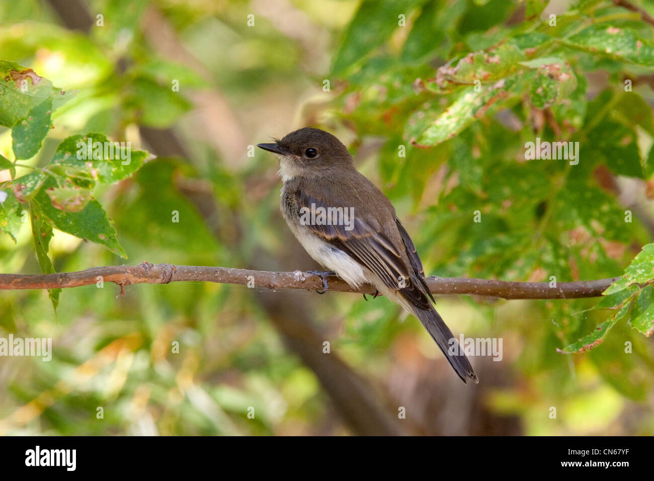 Eastern Phoebe Sayornis phoebe St. Ambroise Provincial Park, Manitoba ...