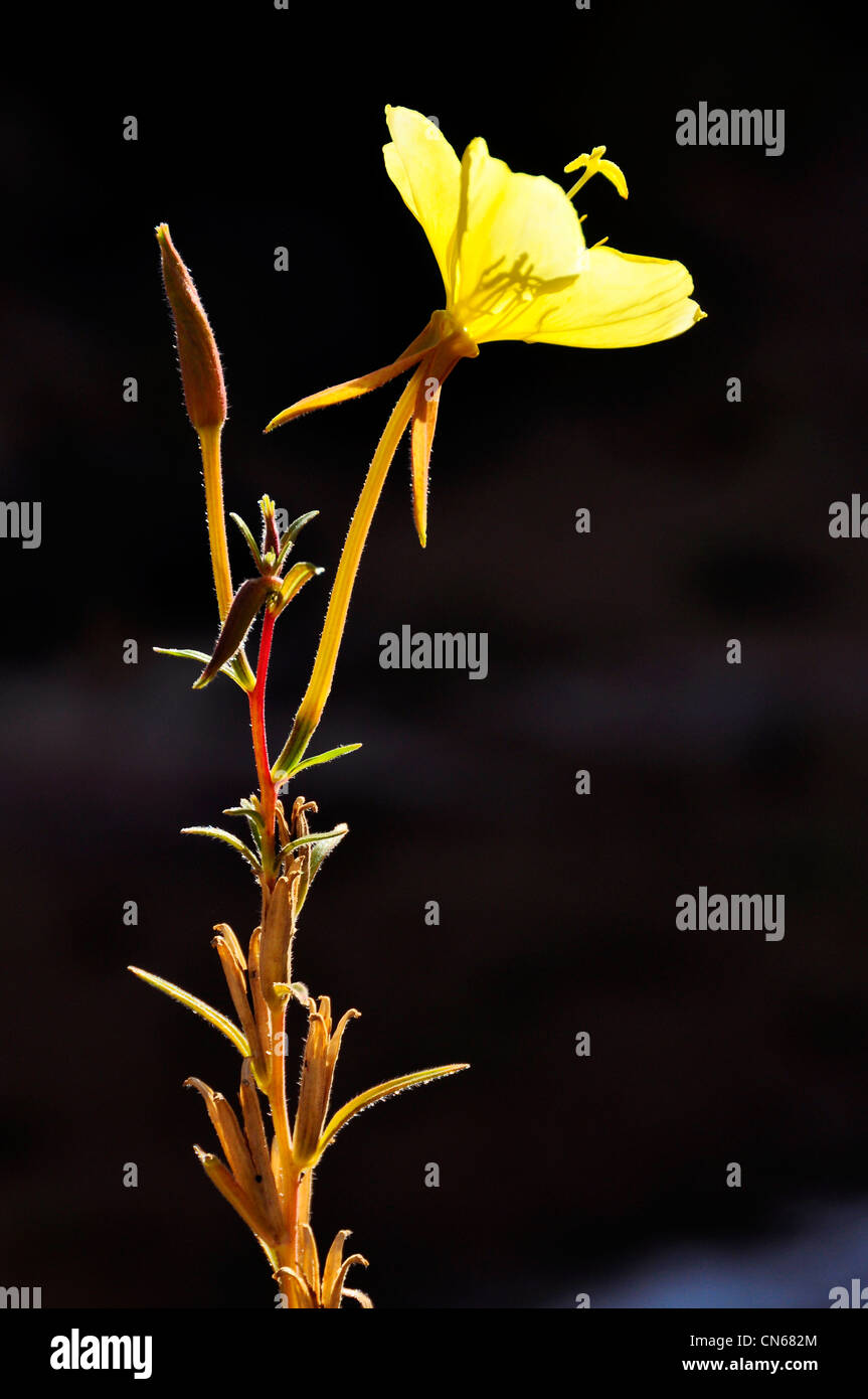 Primrose, Capital Reef National Park, Utah Stock Photo