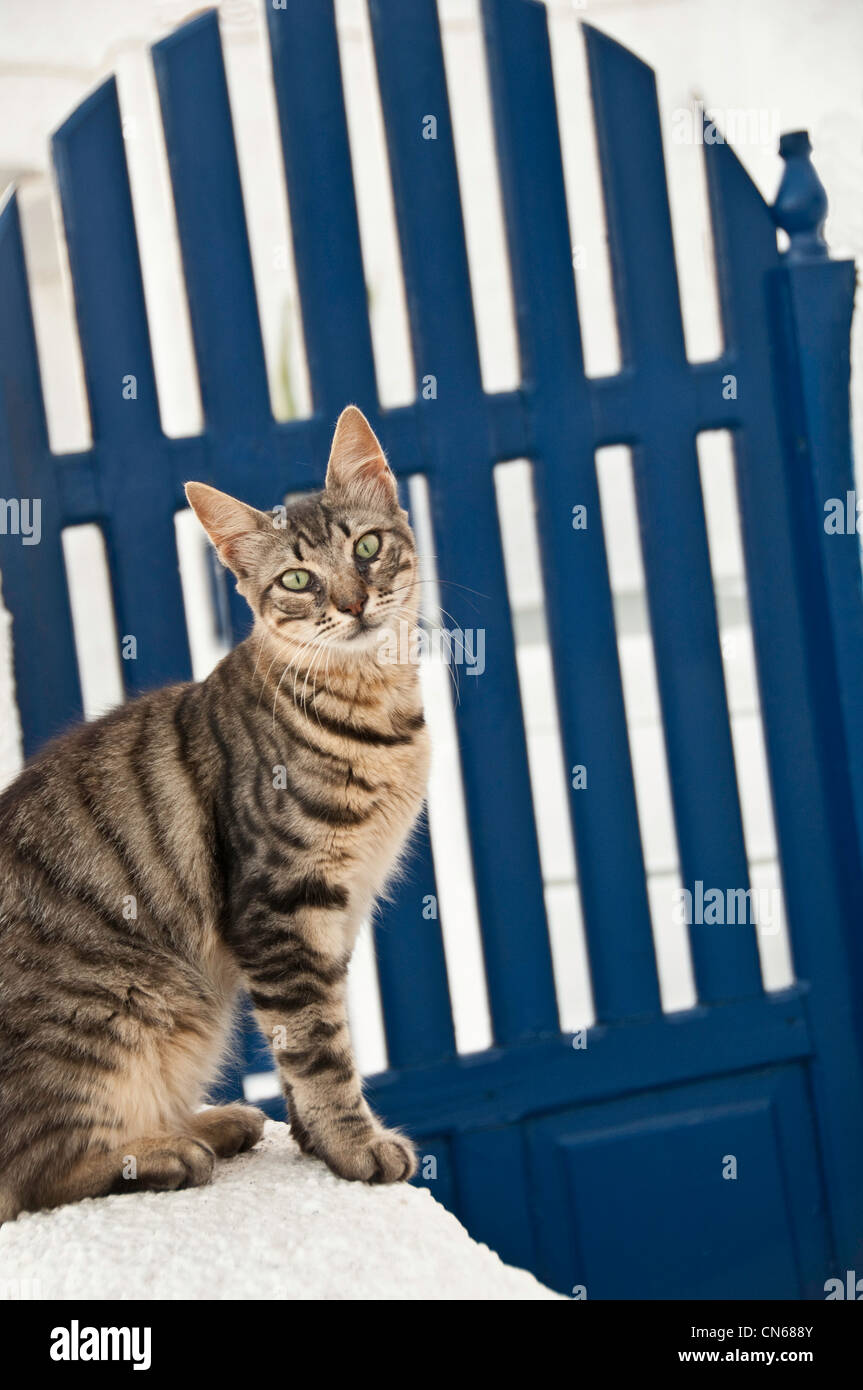 Tabby cat by a blue gate. Stock Photo