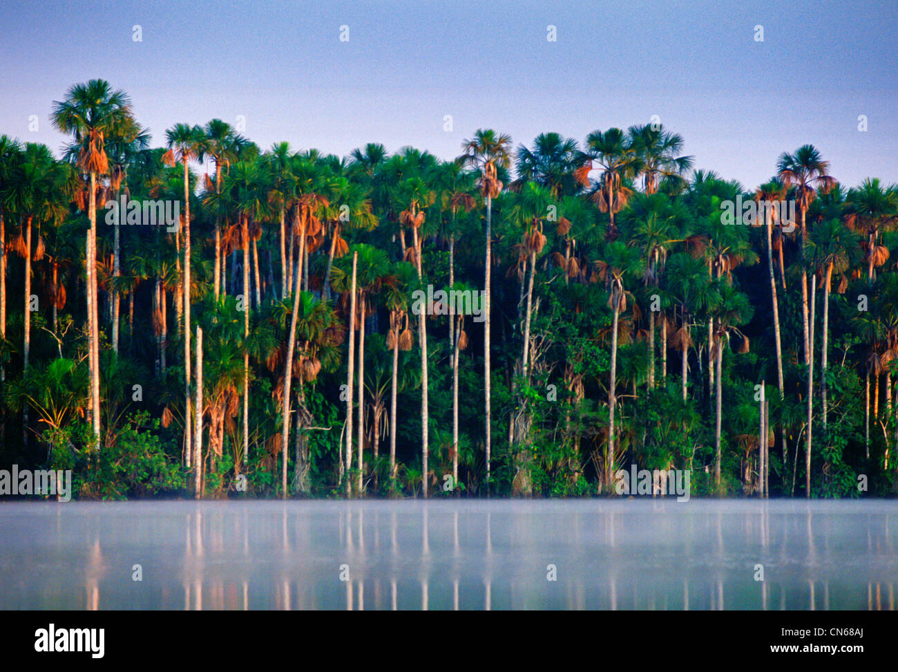 Palm trees at Lake Sandoval, Peruvian Rainforest, South America Stock
