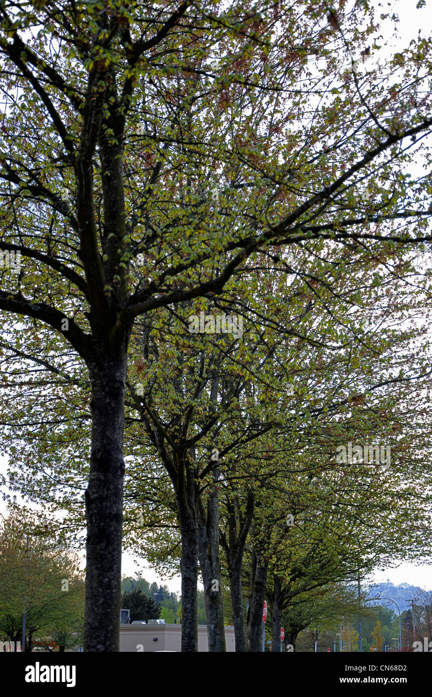 Road among trees Stock Photo - Alamy