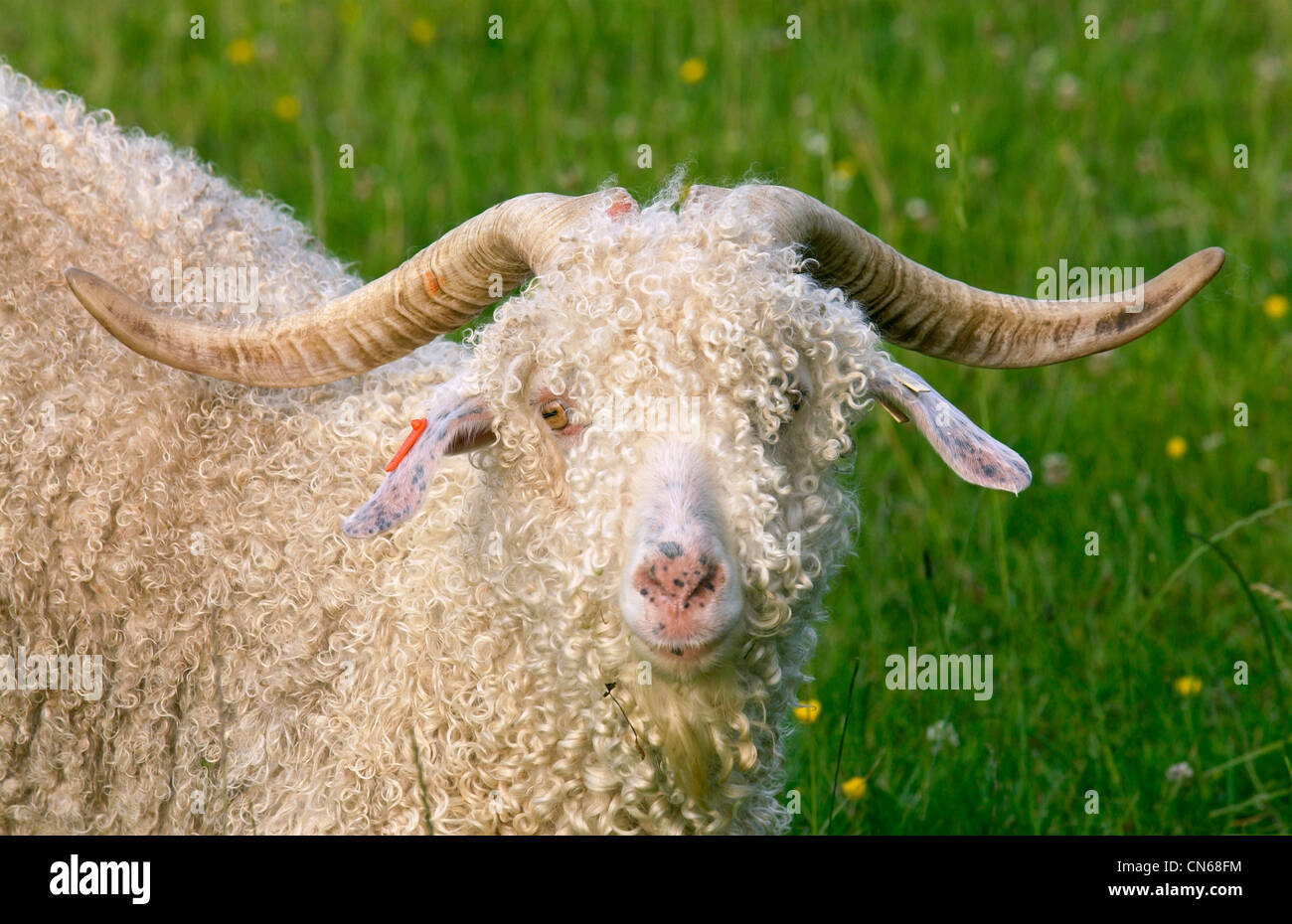 Angora goat on North Island in New Zealand Stock Photo Alamy