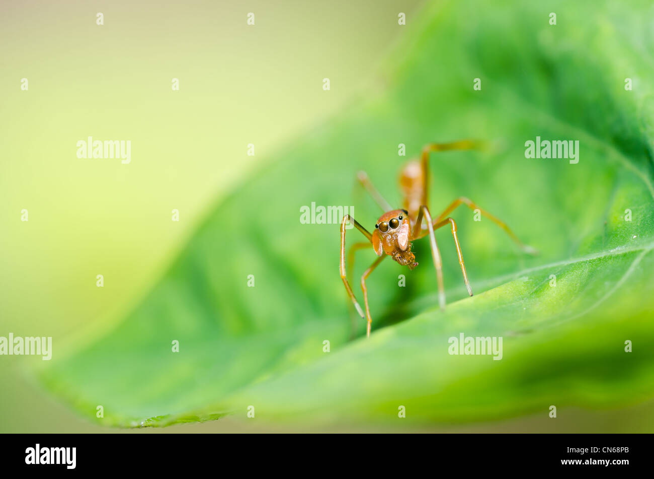 spider in nature or in the garden Stock Photo - Alamy
