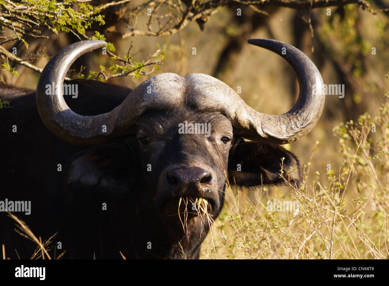 Dagga Boy High Resolution Stock Photography and Images - Alamy