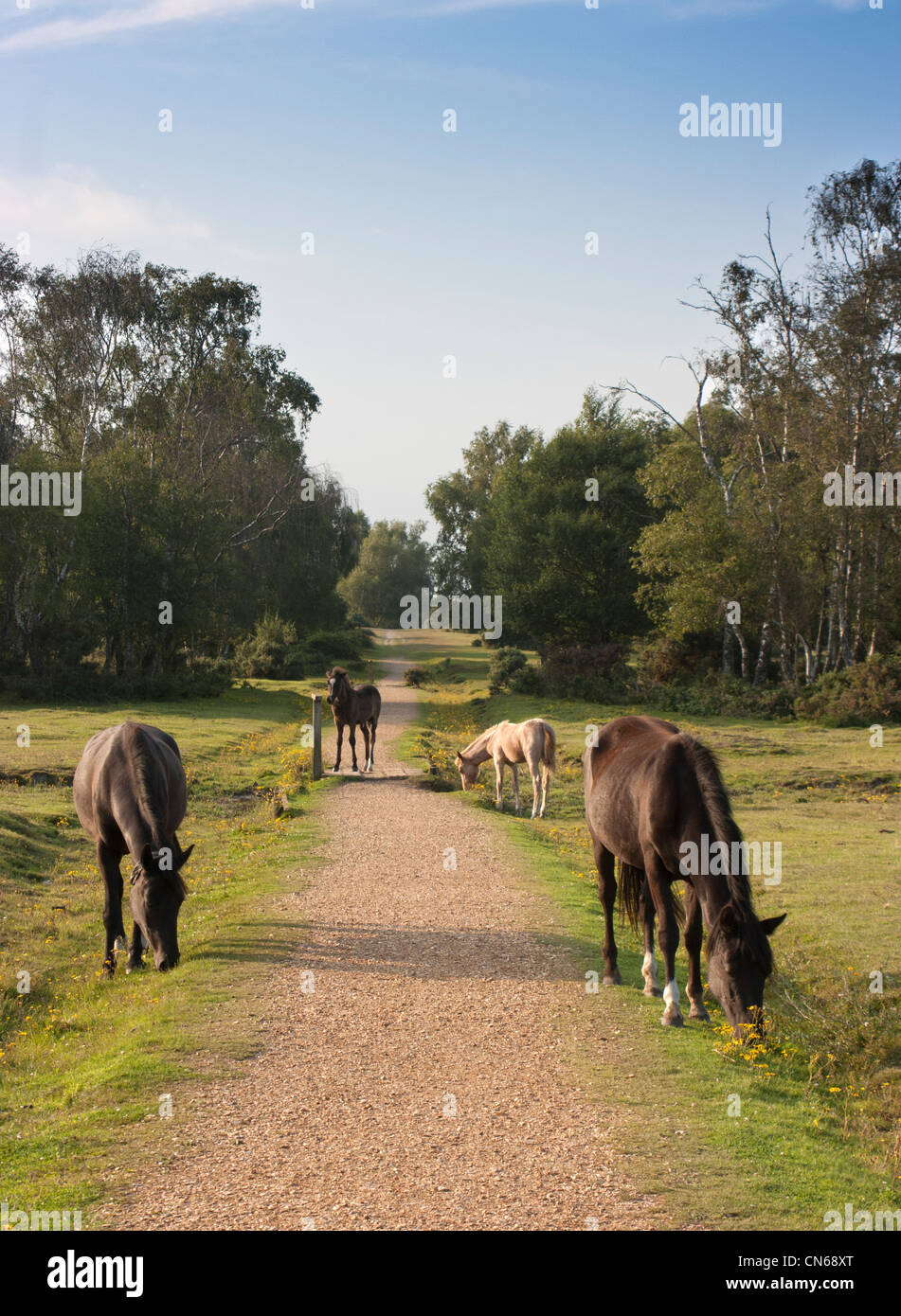 Ponies grazing in The New Forest, Hampshire, England Stock Photo - Alamy