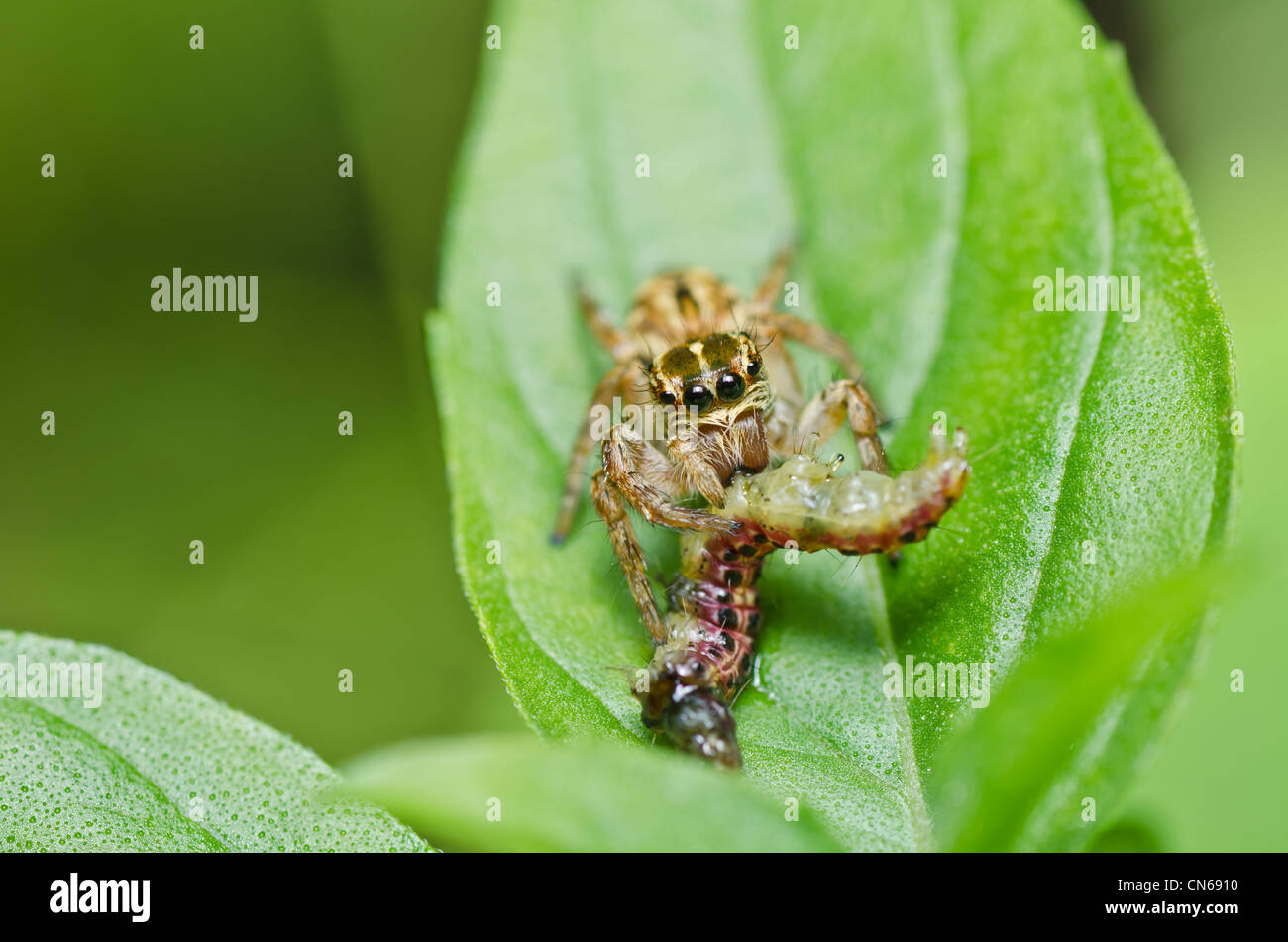jumping spider eat worm in green nature Stock Photo Alamy