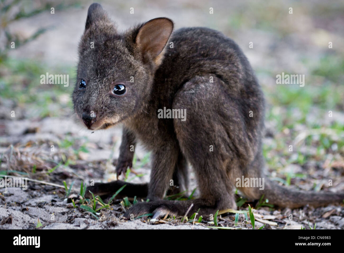 Tasmanian Pademelon (aka Rufous Wallaby) ( Thylogale billardierii ) joey Stock Photo