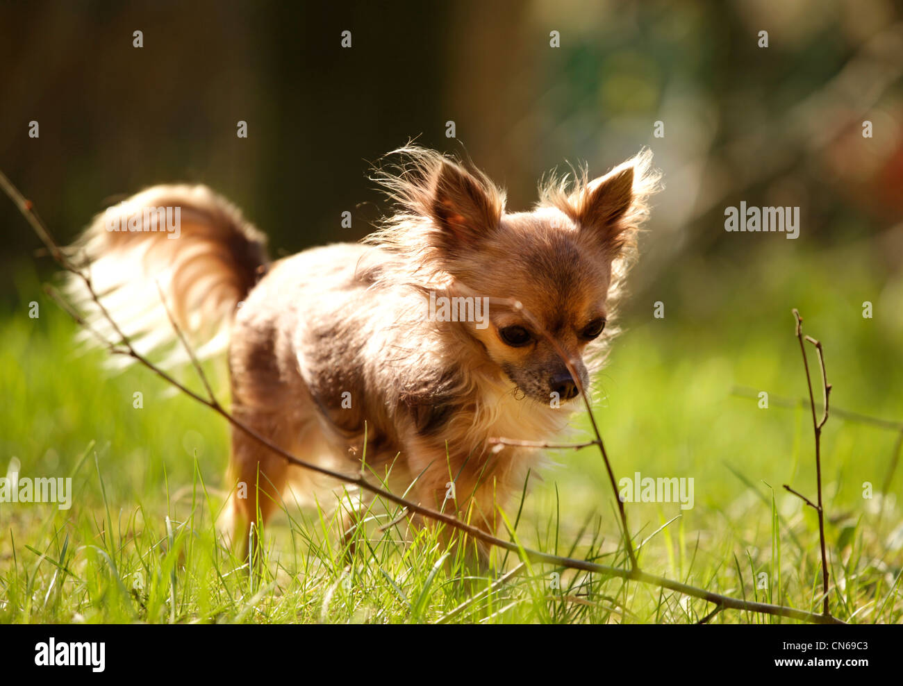Long-haired Chihuahua walking in garden Stock Photo