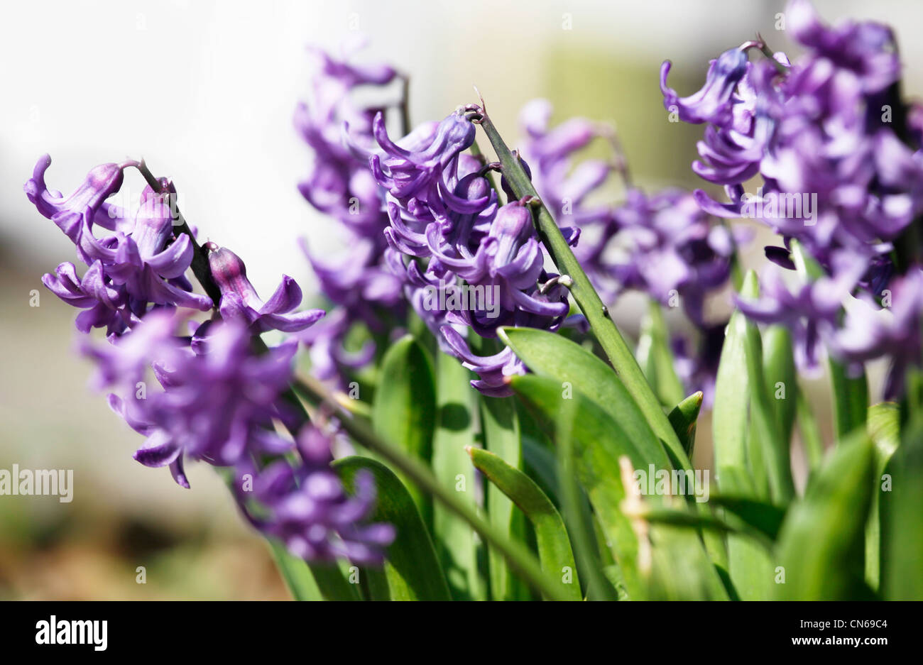 Hyacinth in purple in bloom Stock Photo