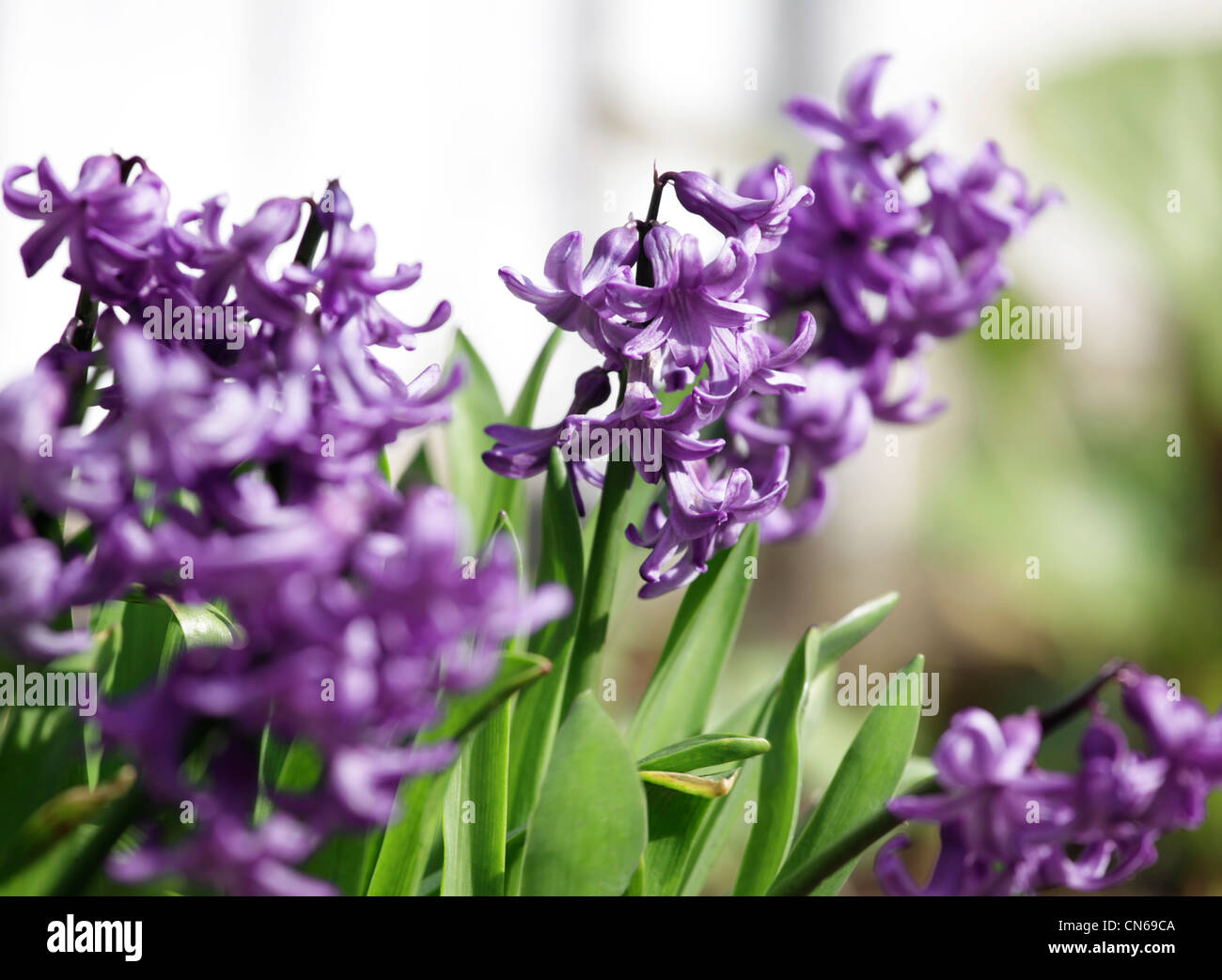 Blue Hyacinth in bloom Stock Photo - Alamy