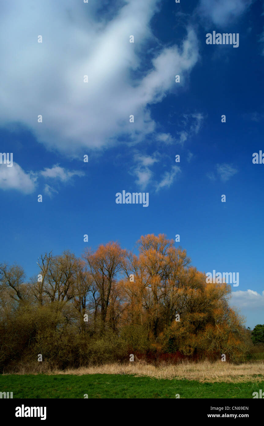 UK,Somerset,Trees around Nature reserve at Chard Reservoir Stock Photo