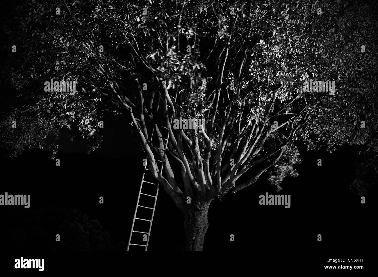 Tree ladder Stock Photo
