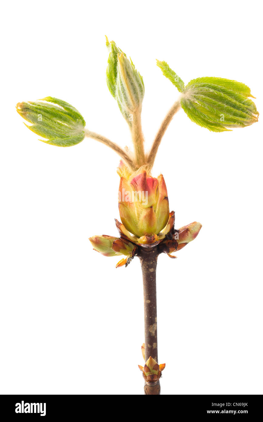 New shoot of Aesculus hippocastanum commonly known as Horse-chestnut or Conker tree. Stock Photo