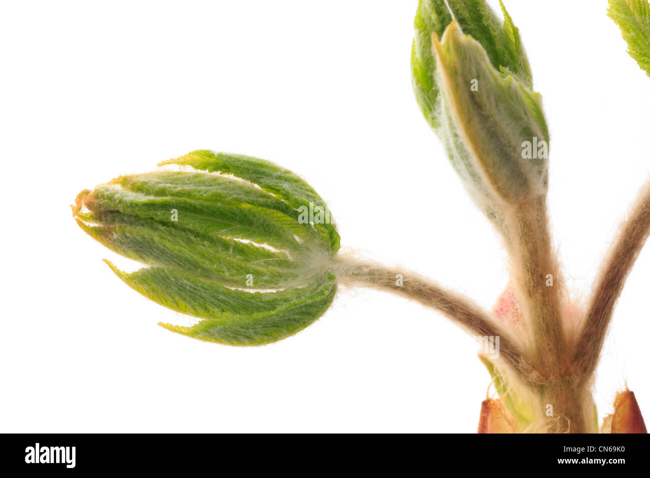 New shoot of Aesculus hippocastanum commonly known as Horse-chestnut or Conker tree. Stock Photo