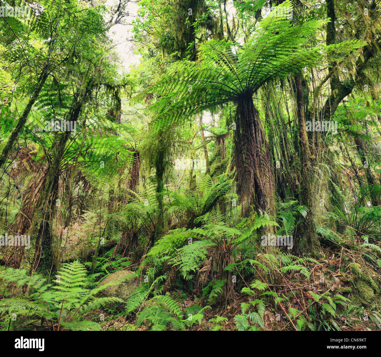 The New Zealand native bush. Fern tree Stock Photo Alamy