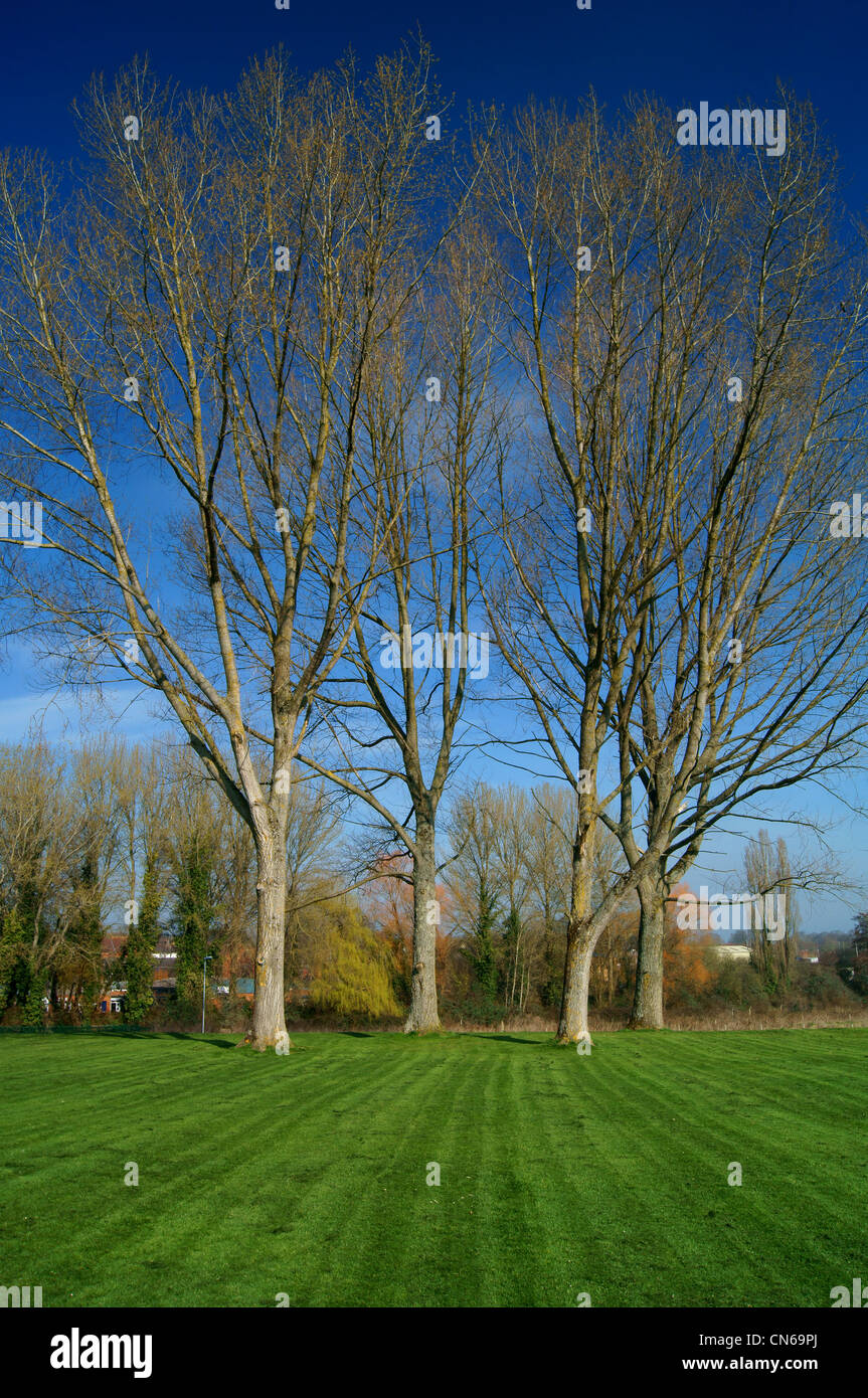 UK,Somerset,Chard,Trees in Henson Park Stock Photo