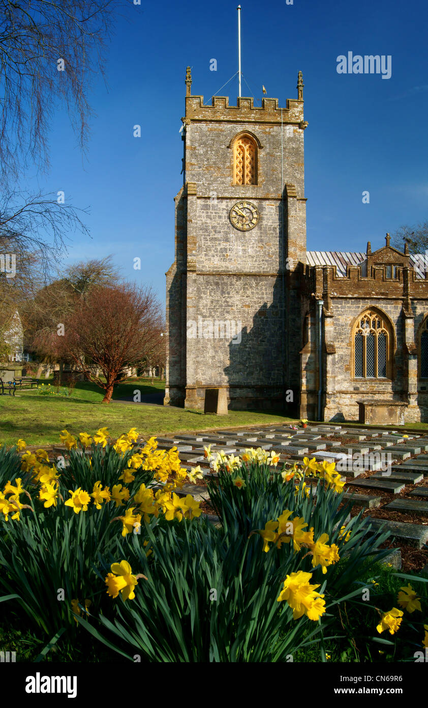 UK,Somerset,Chard,St Mary's Church & Daffodils Stock Photo