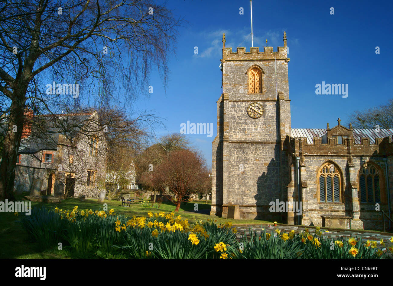 UK,Somerset,Chard,St Mary's Church & Daffodils Stock Photo