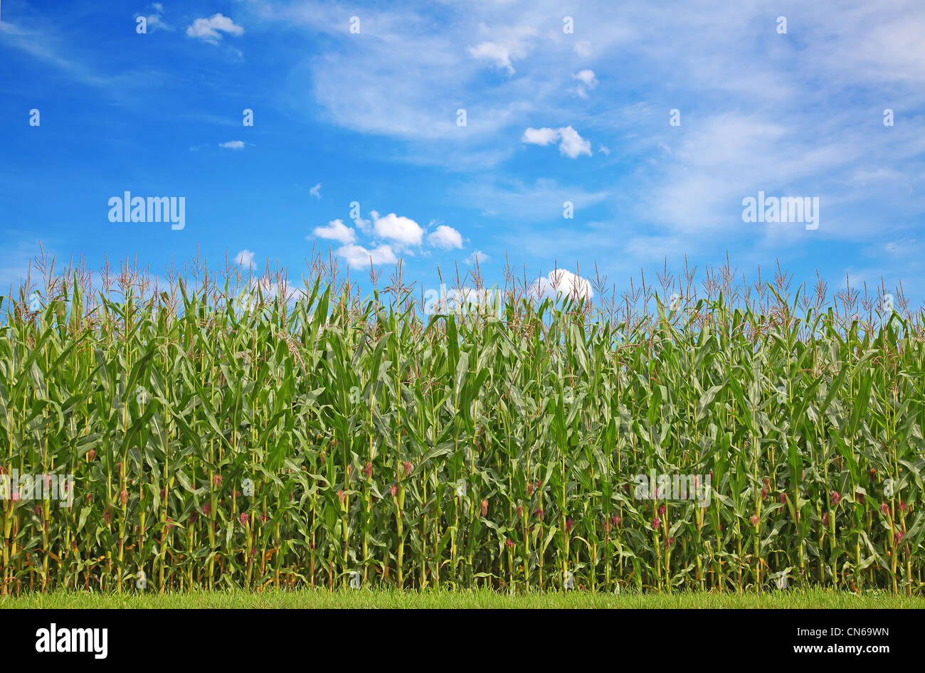 Corn field under blue sky with some fluffy clouds Stock Photo - Alamy