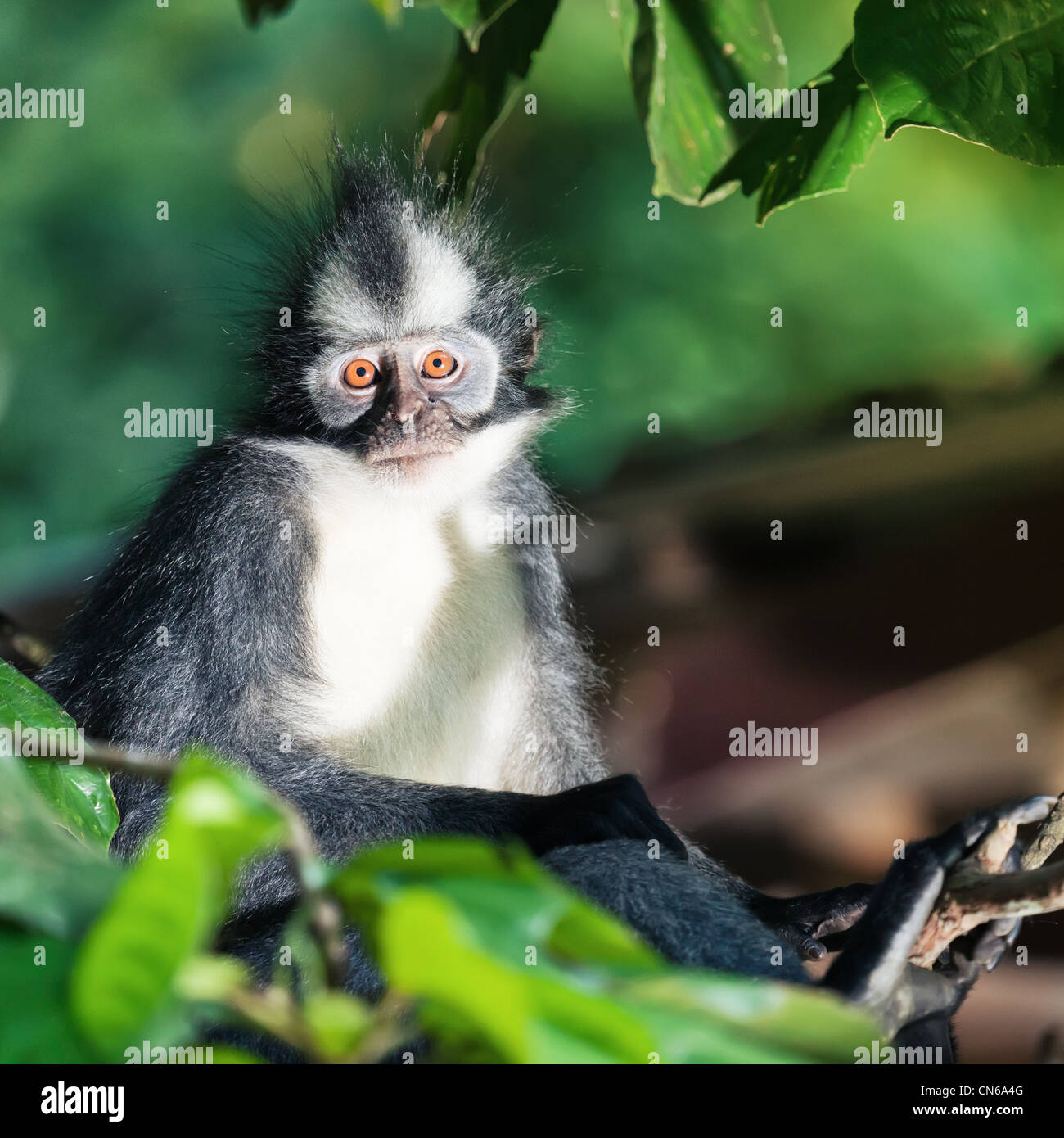 Thomas's leaf monkey. Bukit Lawang, Gunung Leuser National Park, Sumatra. Stock Photo