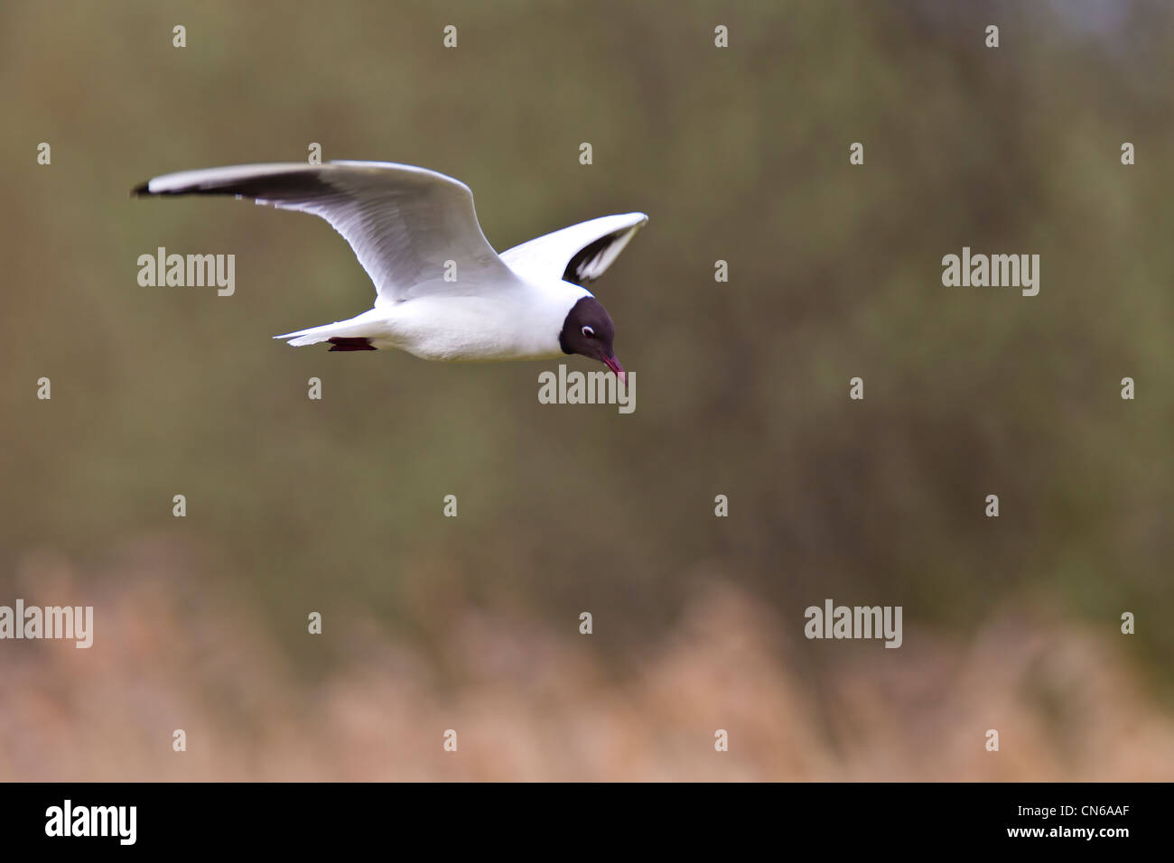 Black-headed Gull.Larus ridibundus (Laridae) in flight Stock Photo