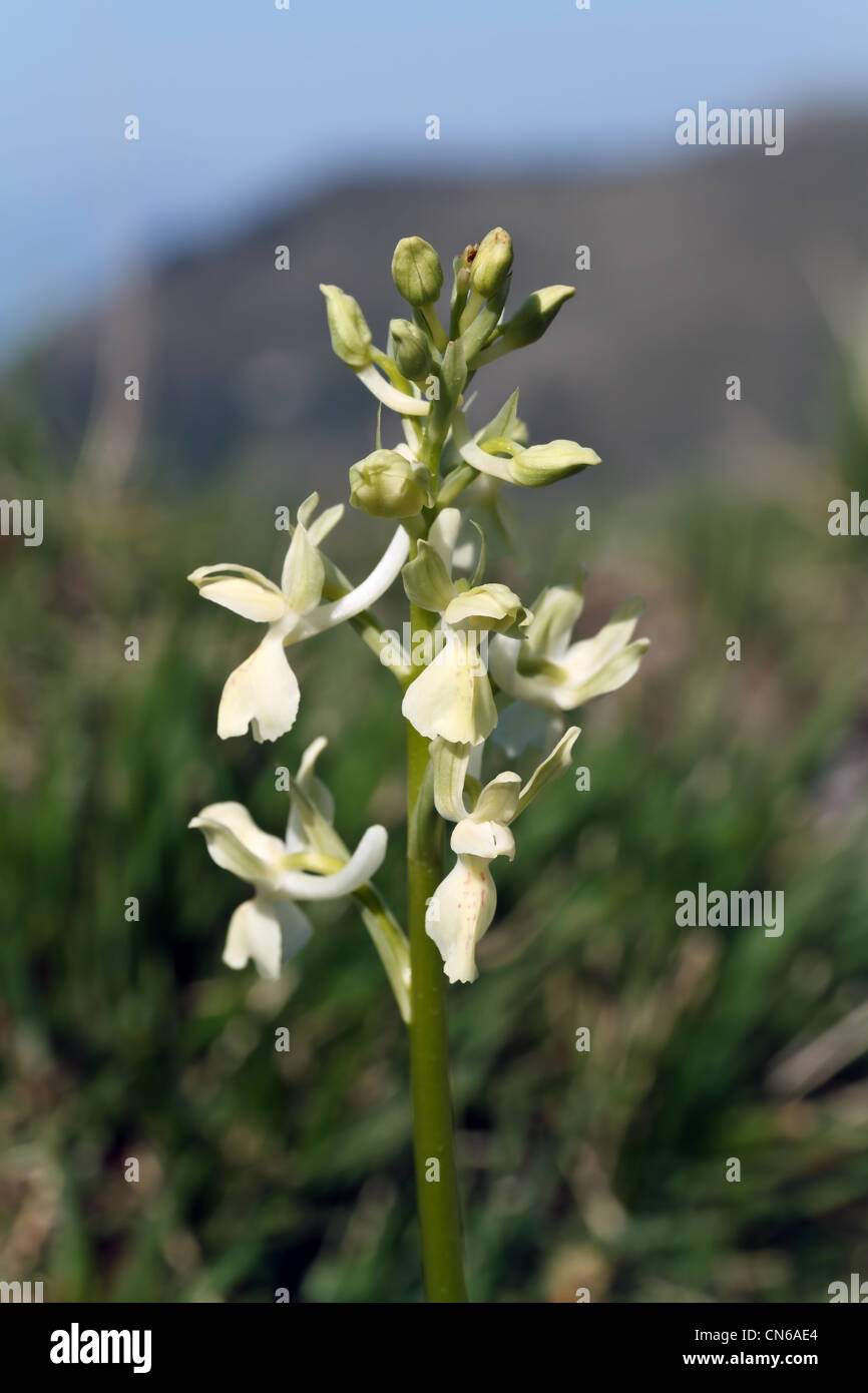 detail of Orchis provincialis flowers, European orchid Stock Photo