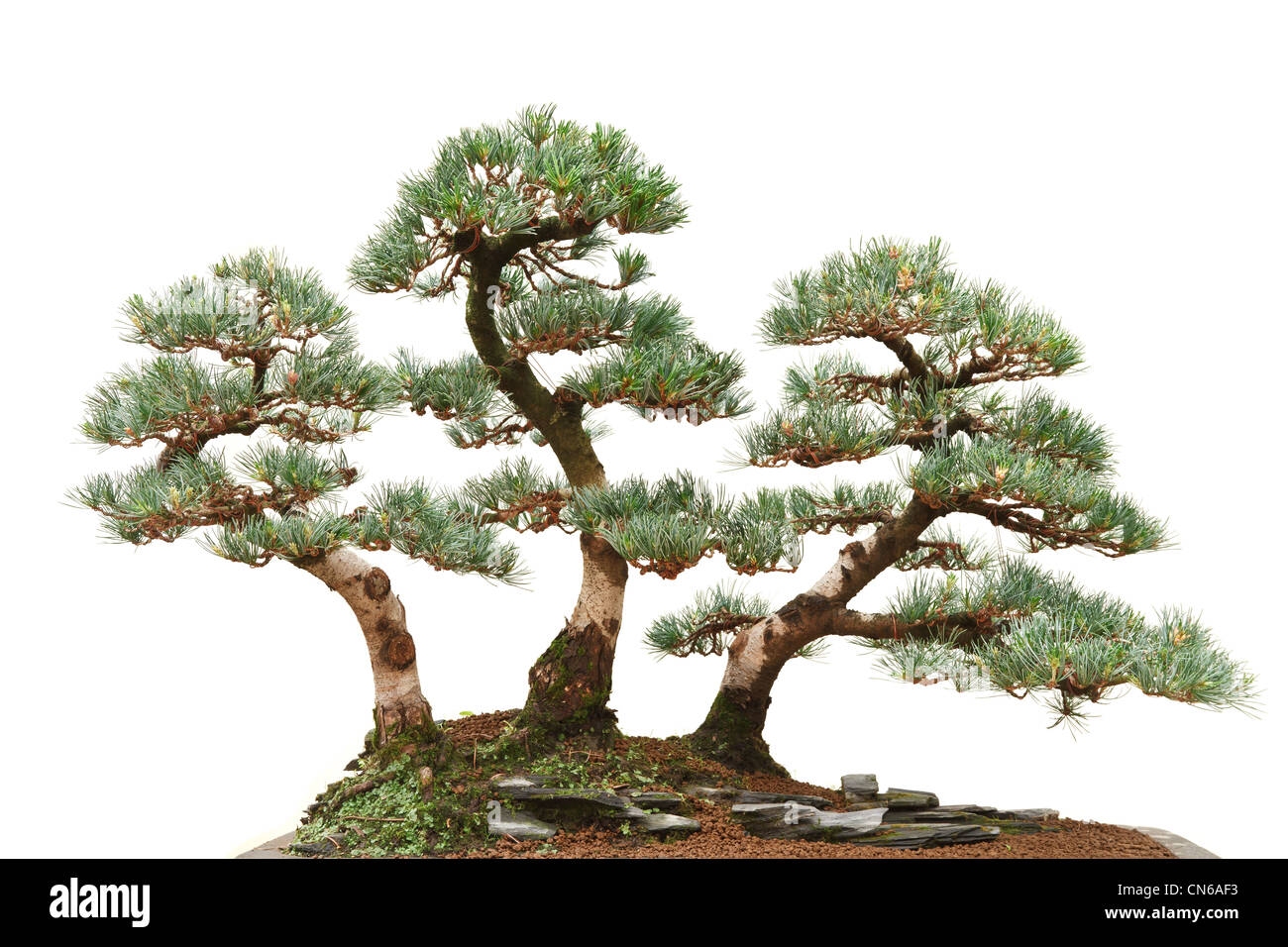 beautiful bonsai tree isolated on white background Stock Photo