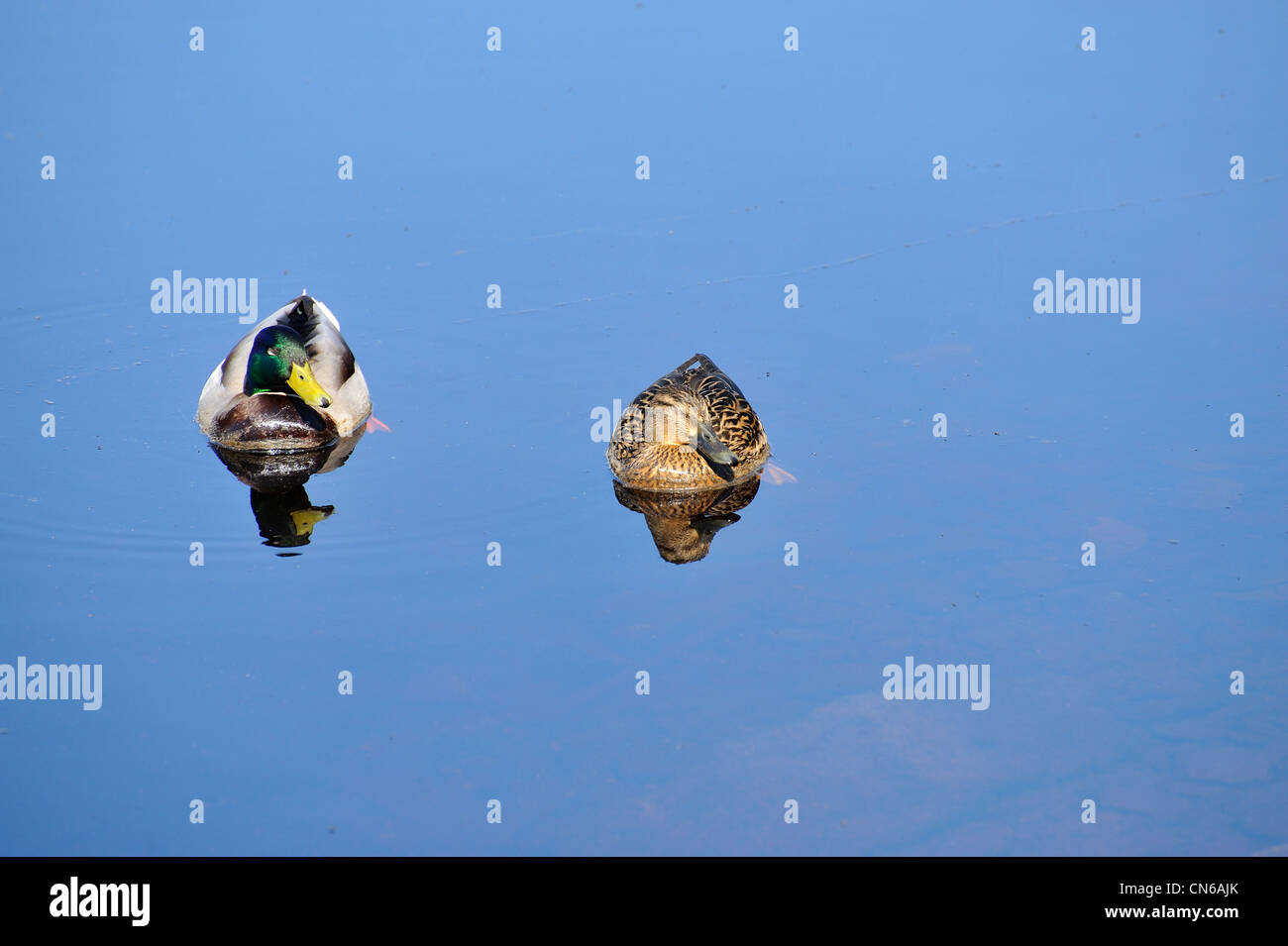 Mallard wild Ducks on the water. Female (right) and male ( left) Stock Photo