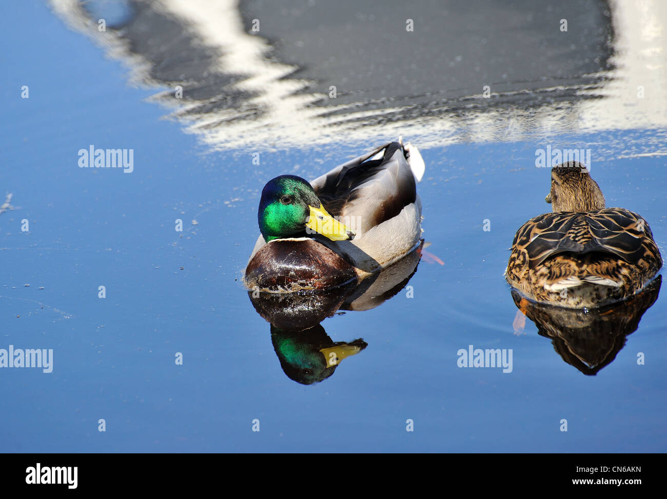 Mallard wild Ducks on the water. Female (right) and male ( left) Stock Photo
