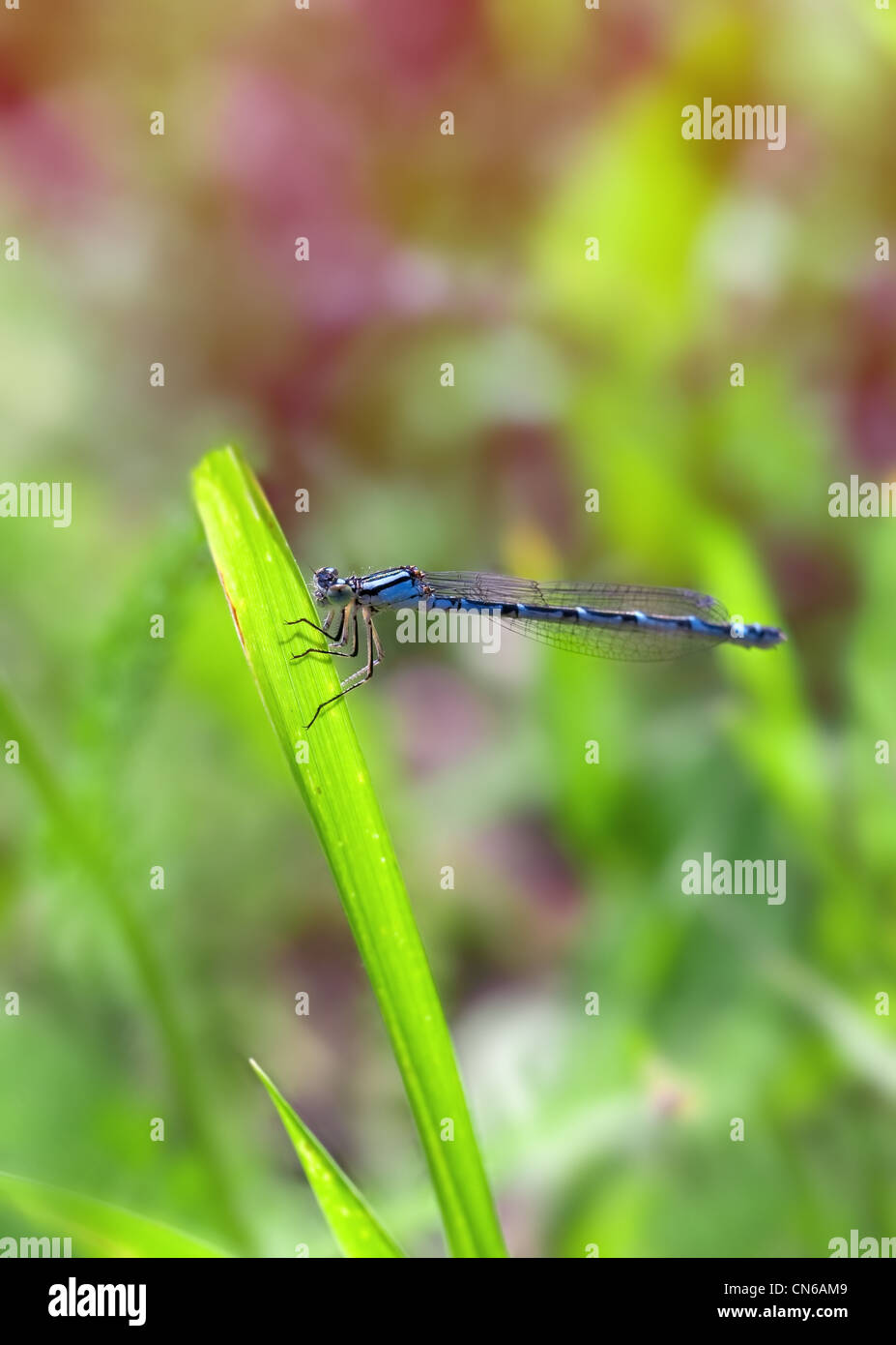 Damselfly macro detail hi-res stock photography and images - Alamy