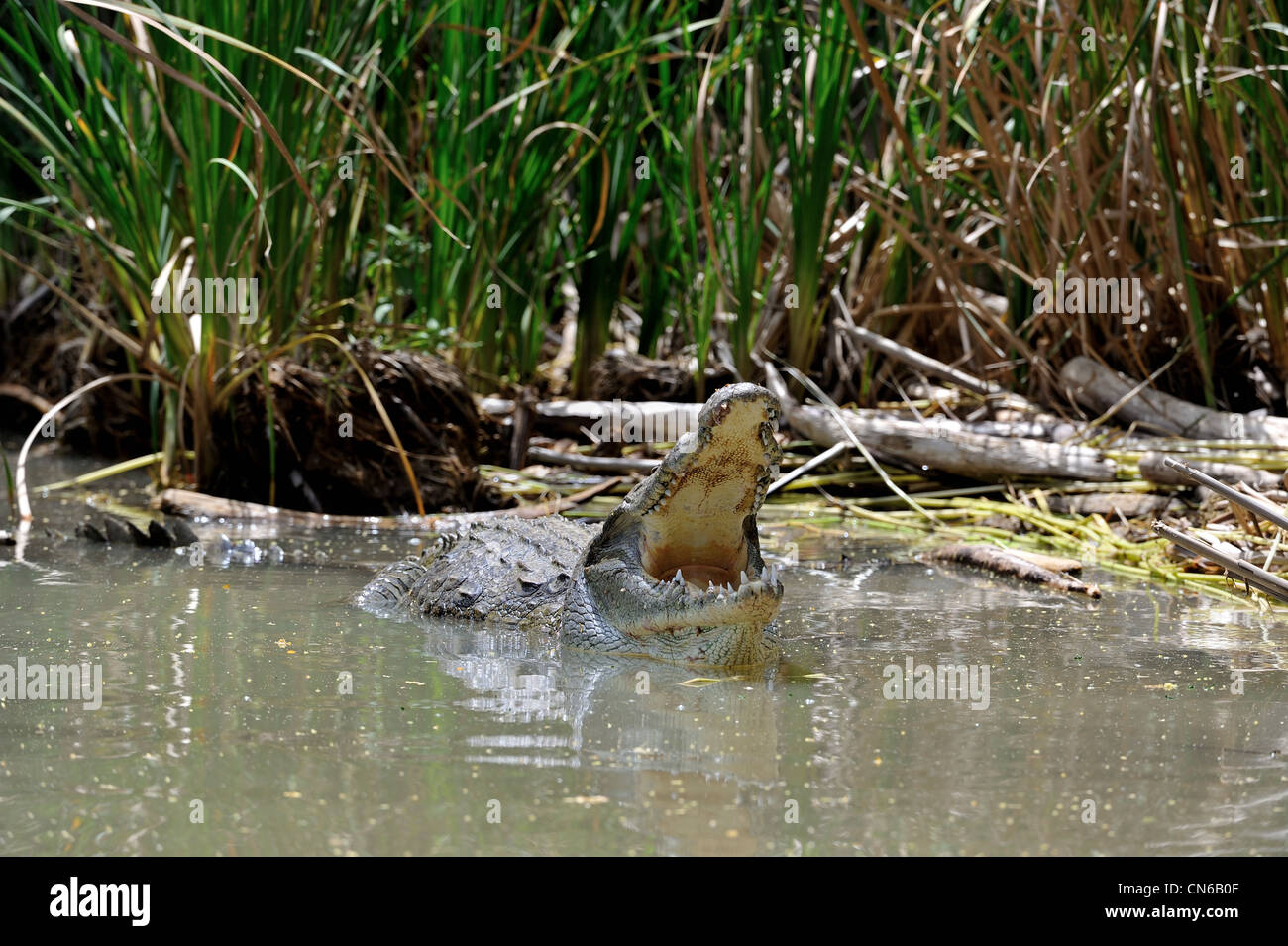 Nile crocodile - Common crocodile (Crocodylus niloticus) resting in shallow water with open mouth Lake Baringo NP - Kenya Stock Photo