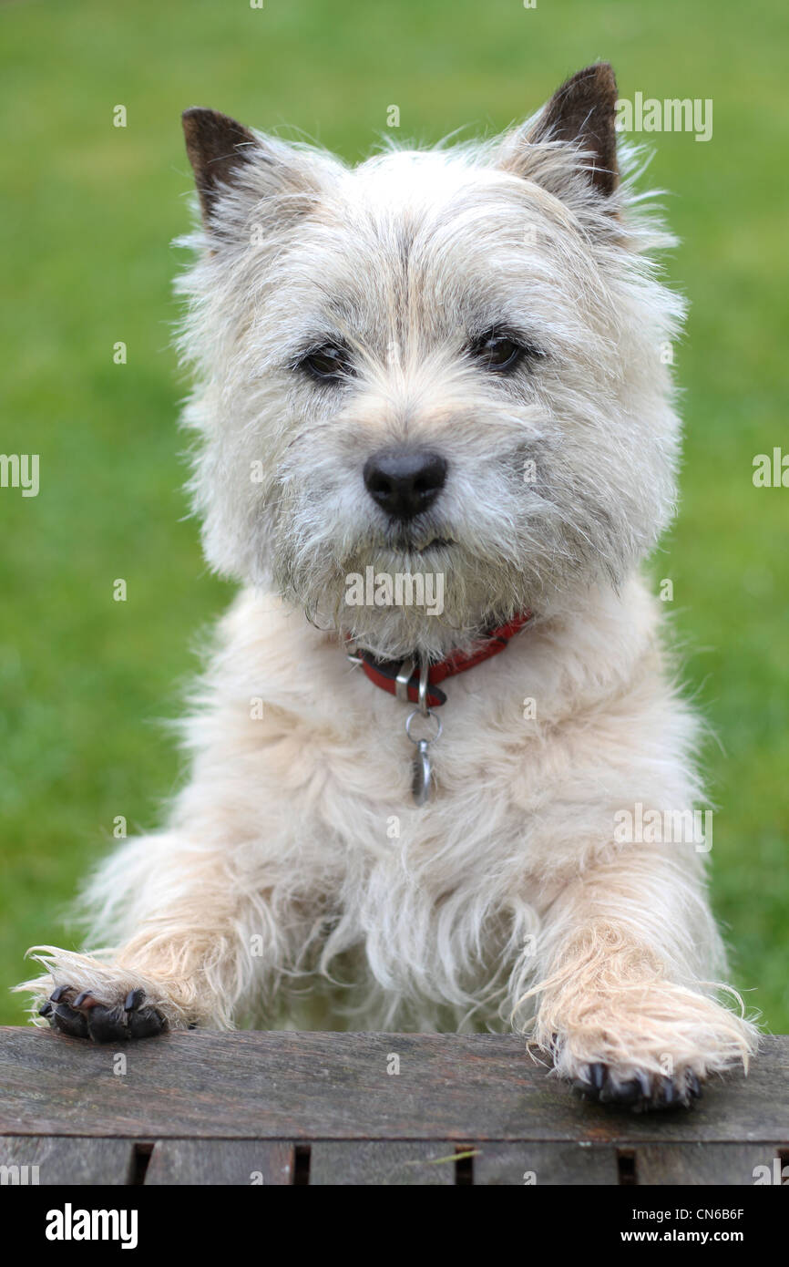 A Cairn Terrier dog Stock Photo