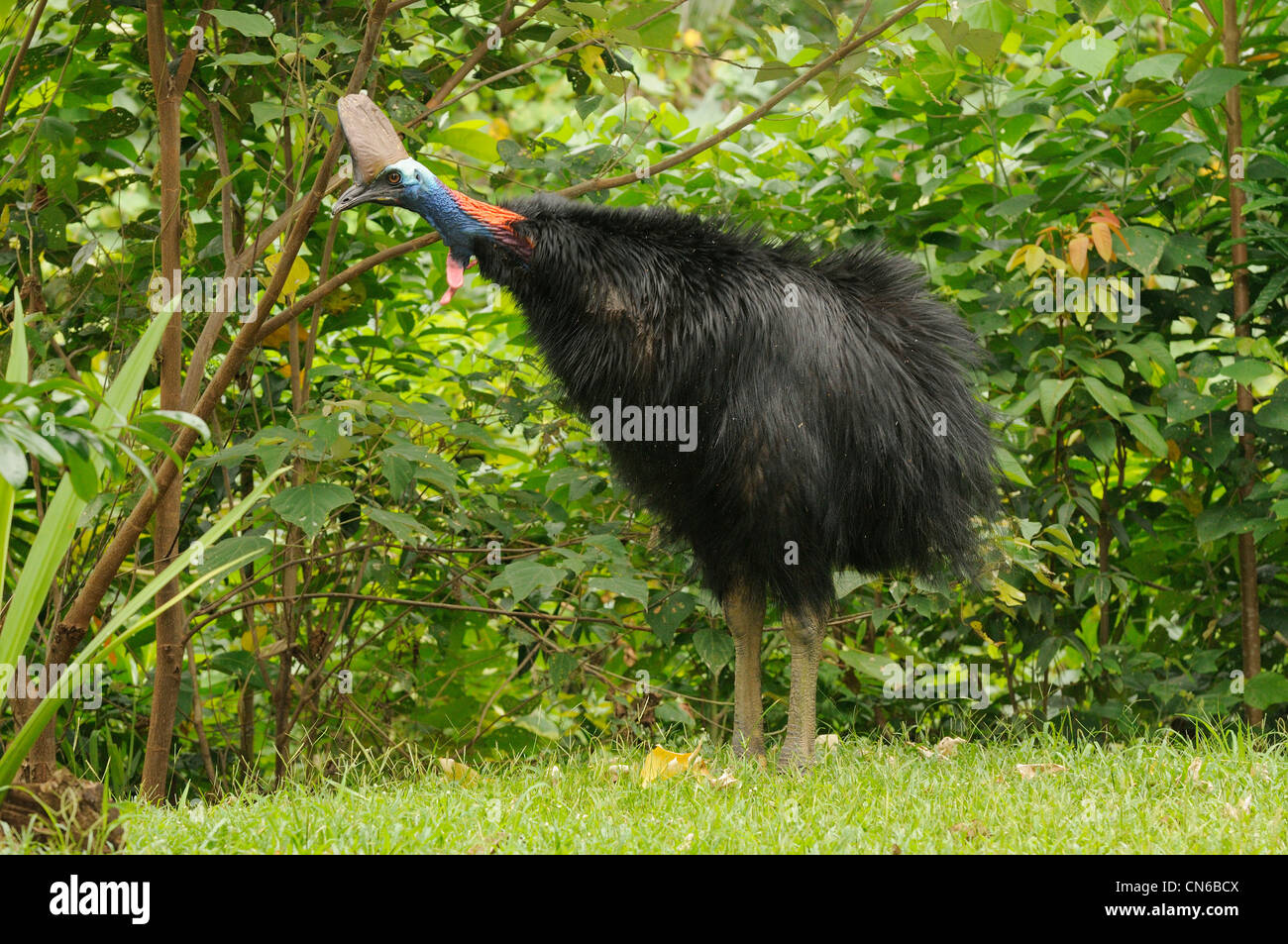 Southern Cassowary Casuarius casuarius Adult female shaking feathers Photographed  in Wet Tropics, north Queensland, Australia Stock Photo