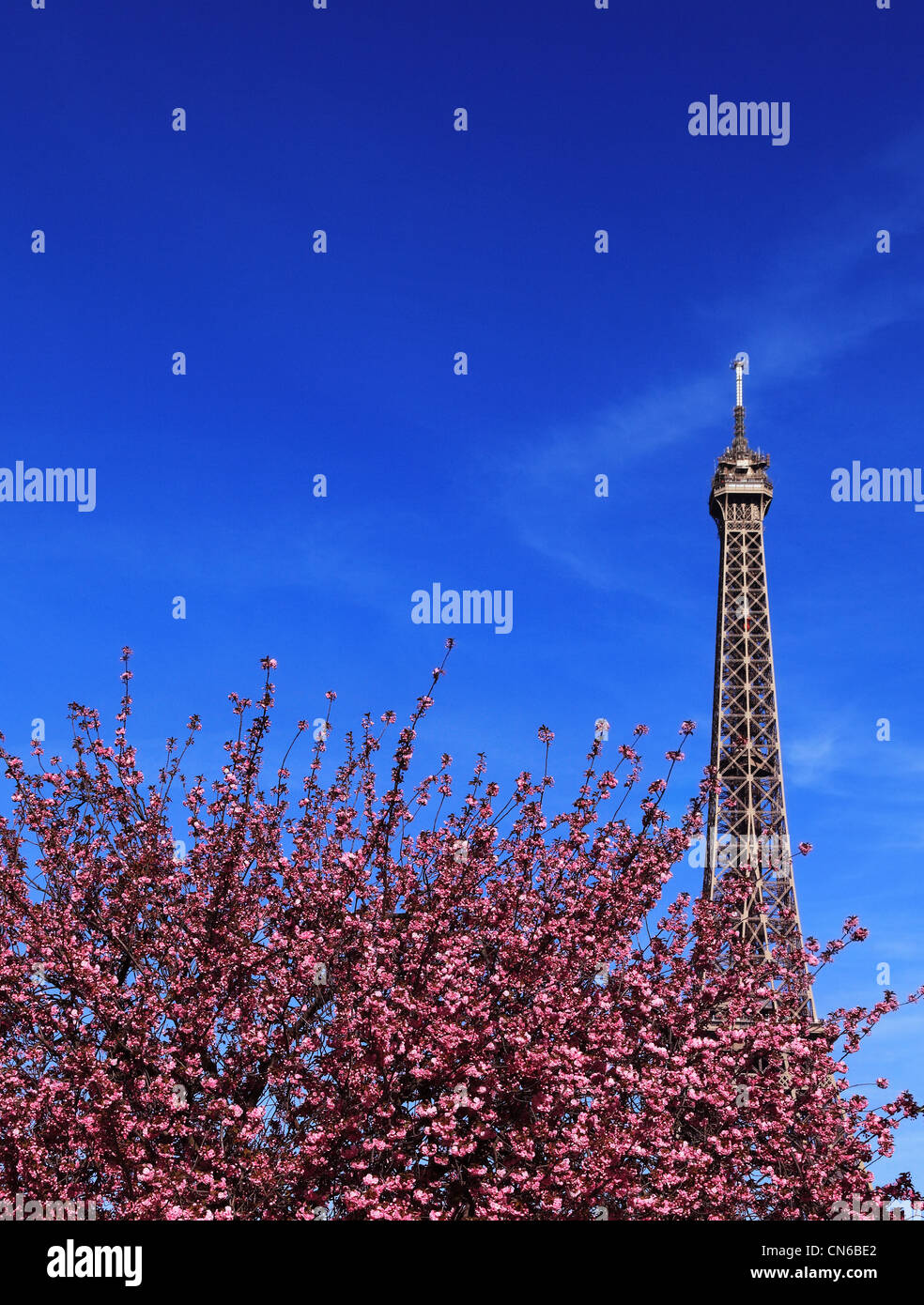 Image of the famous Eiffel Tower above a pink cherry tree in blossom during the spring. Stock Photo