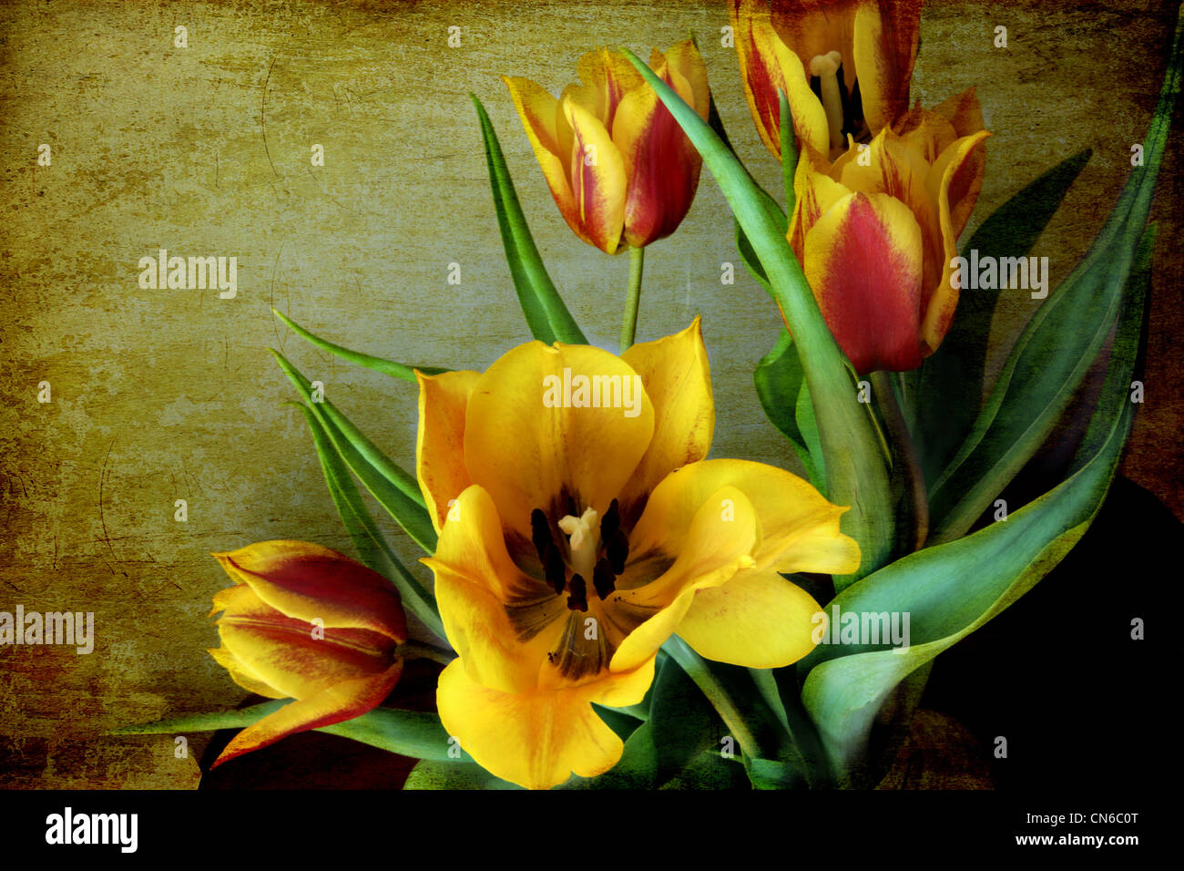 Still life: bunch of red and yellow tulips on a grunge textured ...