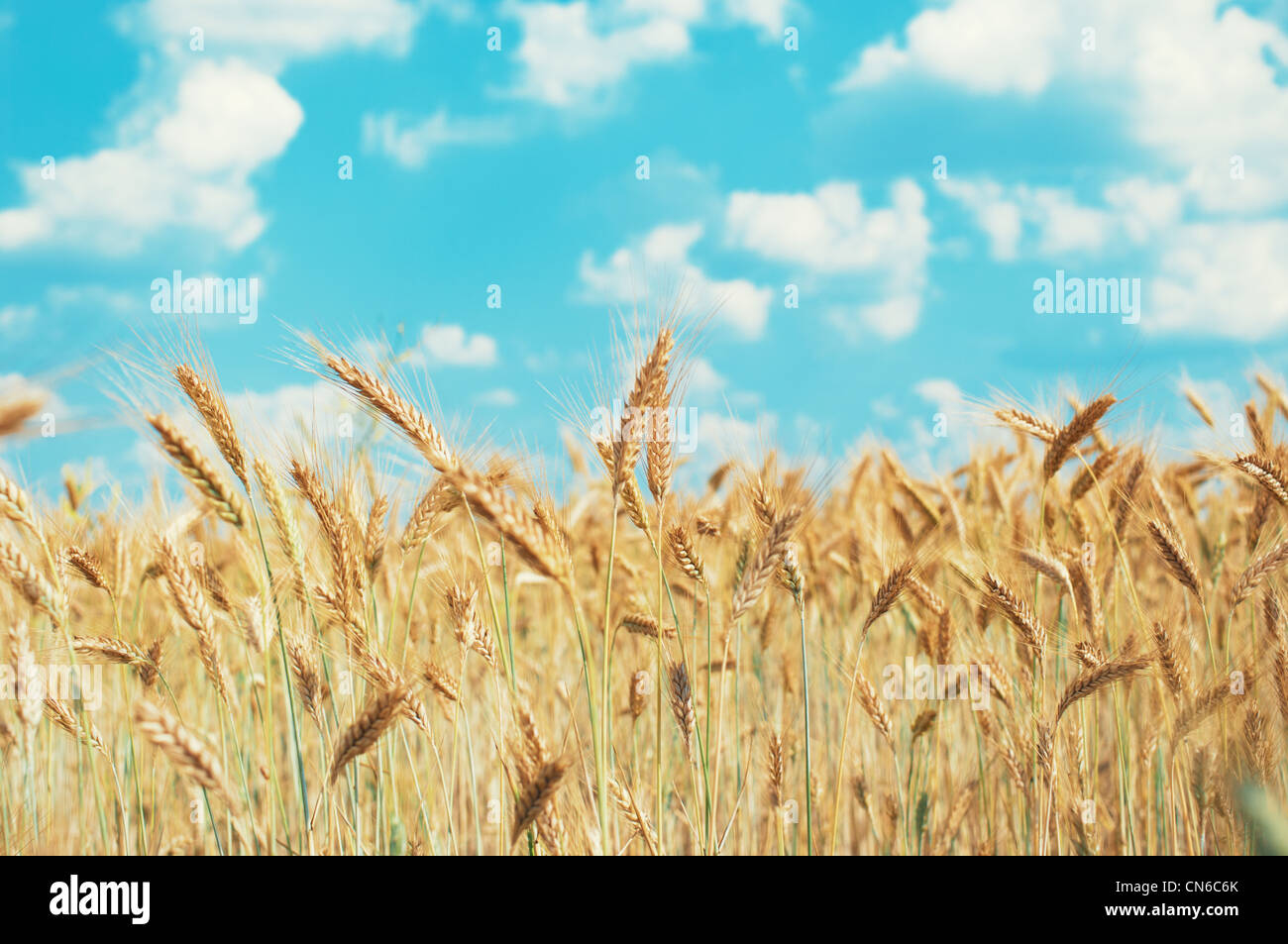 Cornfield and blue sky in summer Stock Photo