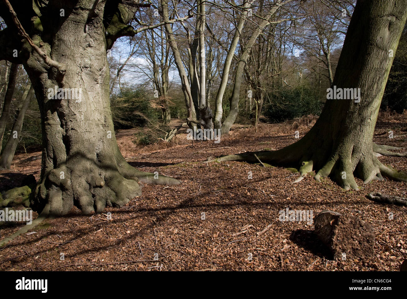 Ancient old trees woodland Epping Forest Stock Photo Alamy