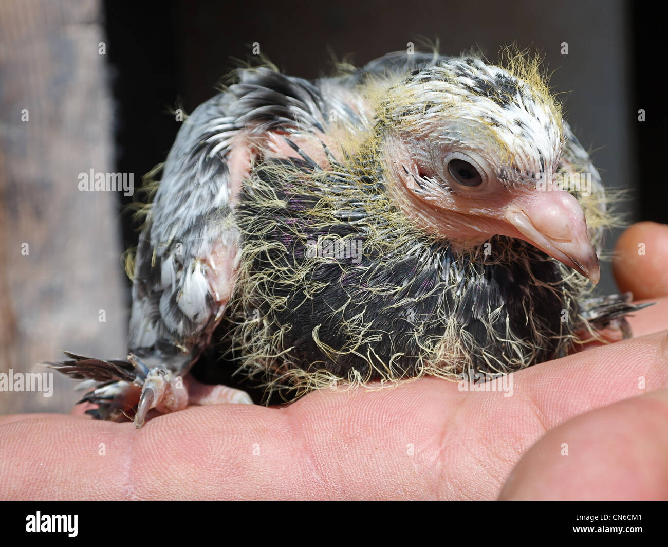 Pigeon nestling baby on hand Stock Photo