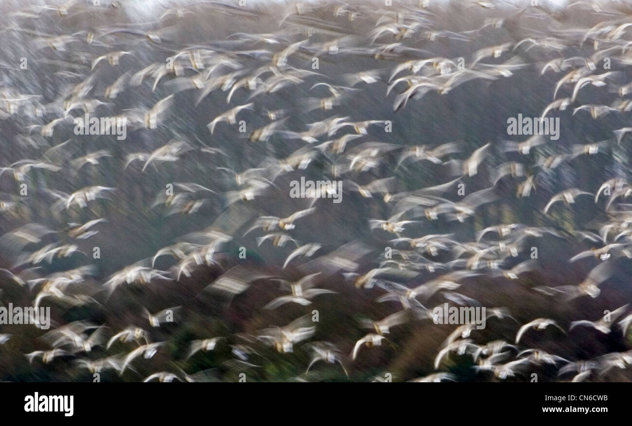 Migrating Pink-Footed geese over-wintering at Holkham, North Norfolk coast, East Anglia, Eastern England Stock Photo