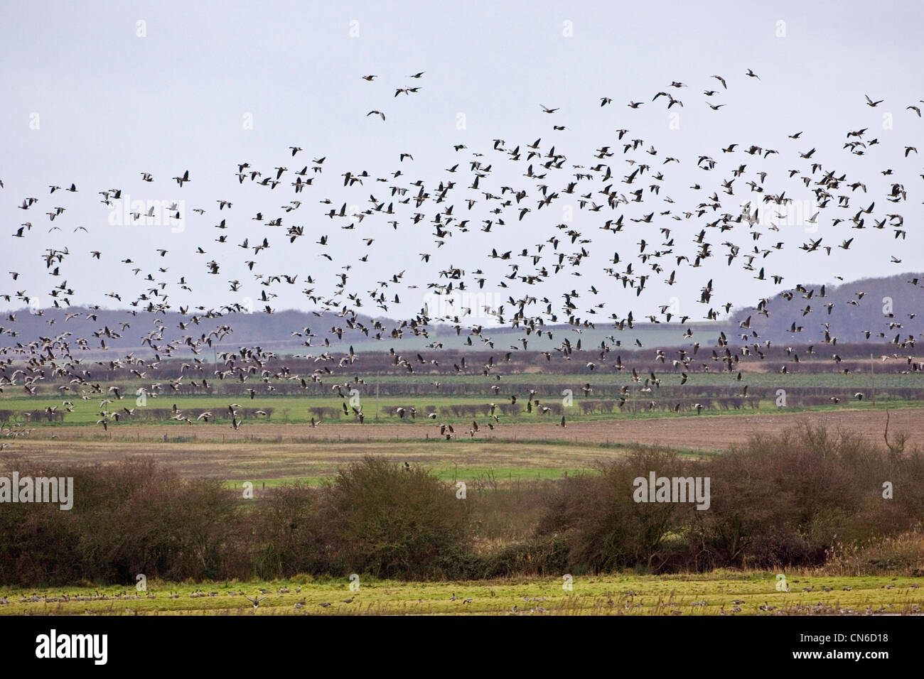 Migrating Pink-Footed geese over-wintering at Holkham, North Norfolk coast, East Anglia, Eastern England Stock Photo