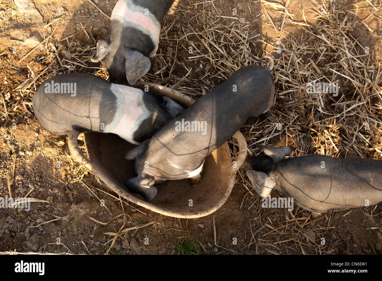Pigs eating in a farmyard. Stock Photo