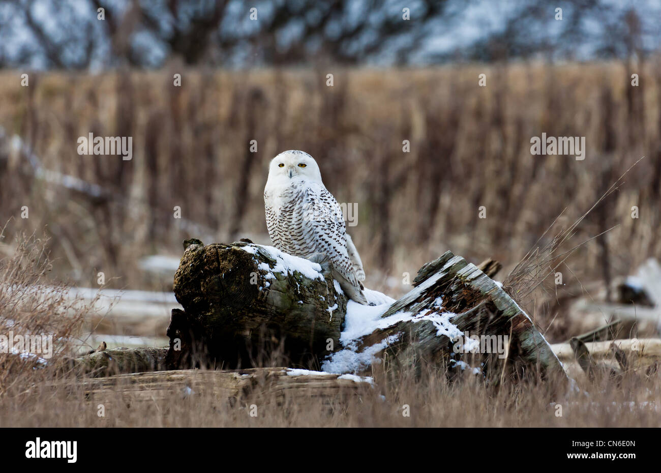 Snowy Owl, Feb. 2012, Boundary Bay, Delta, BC, Canada Stock Photo