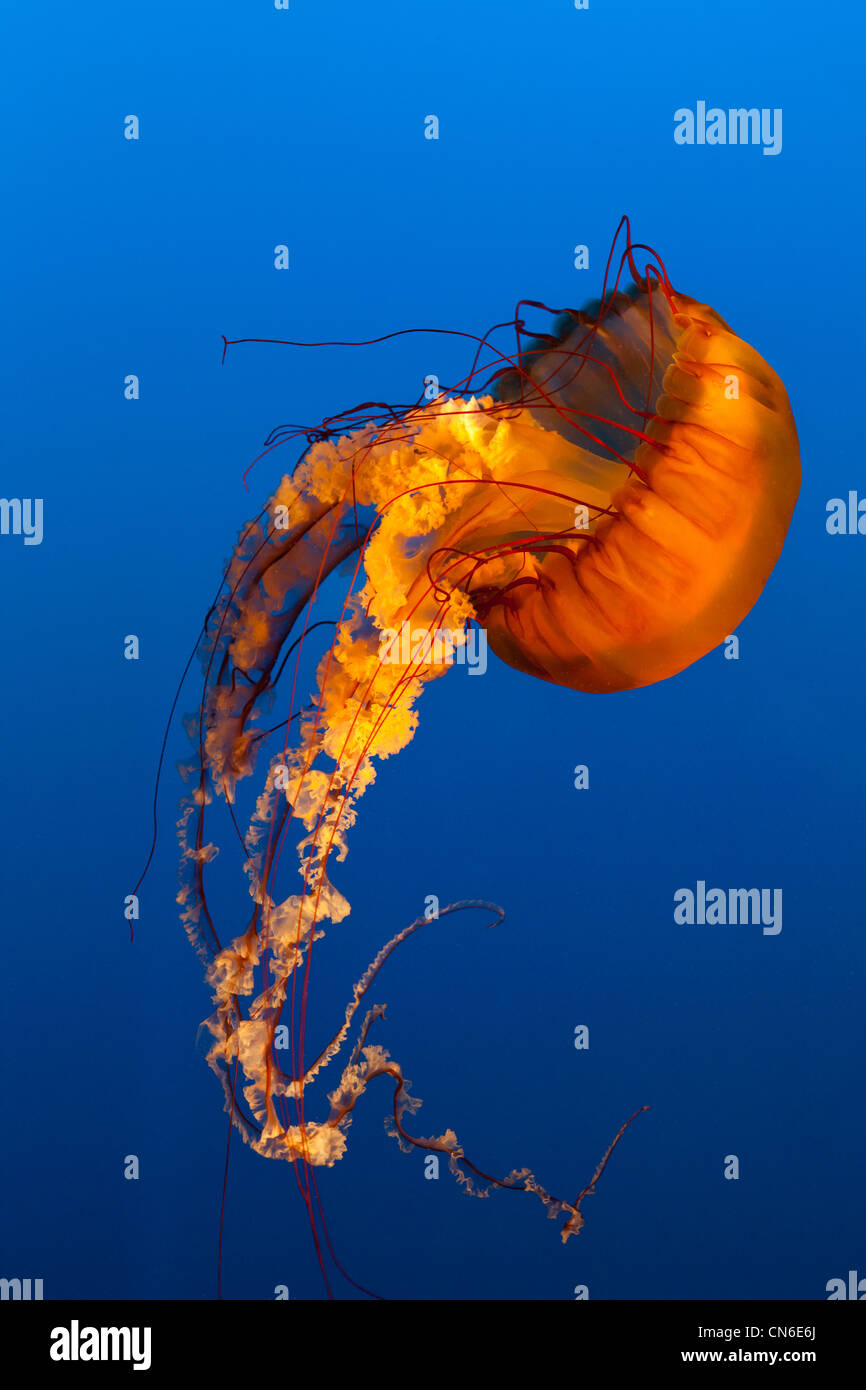 jellyfish with blue ocean water Stock Photo