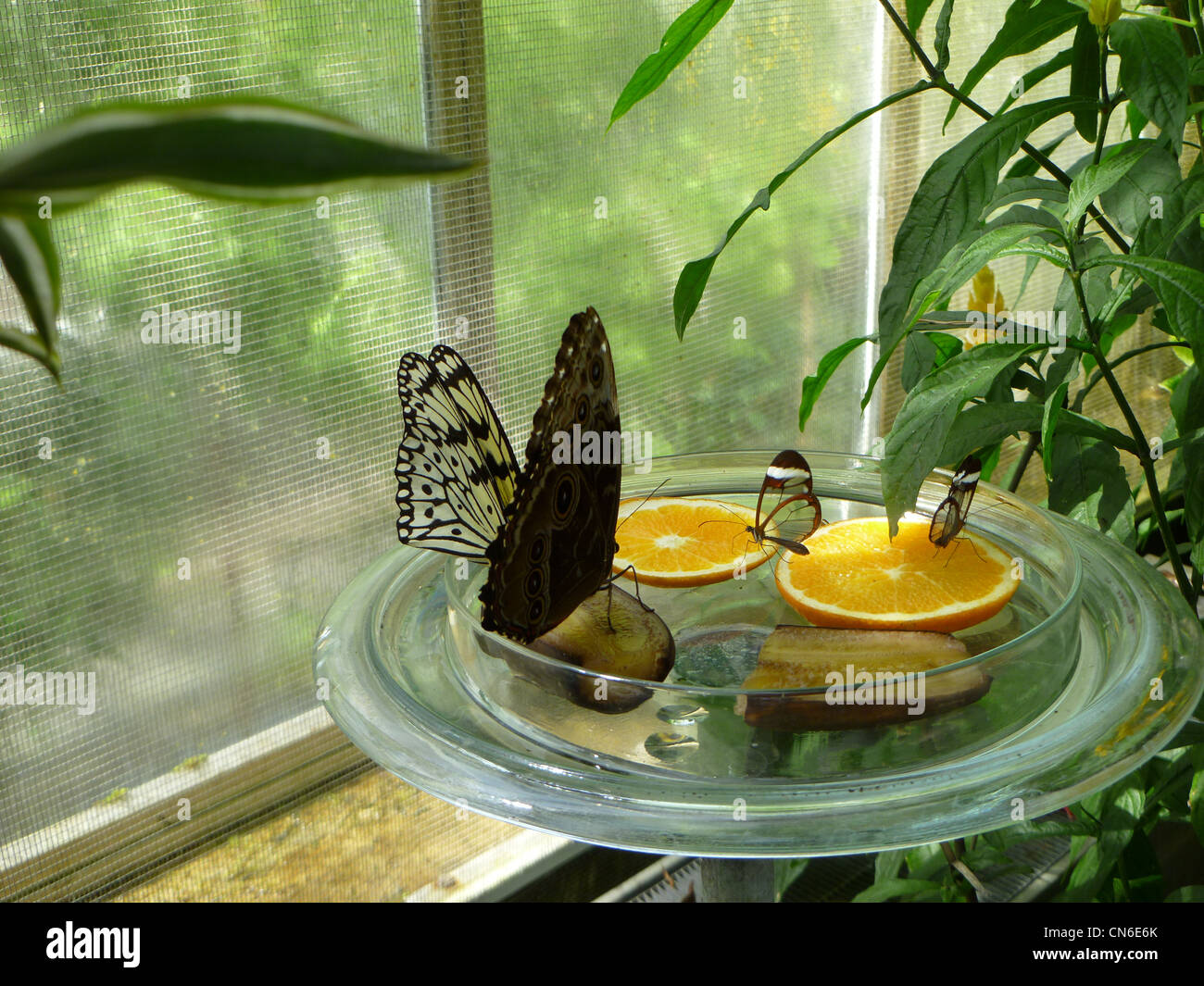 Glass wing Butterflies eating. Stock Photo