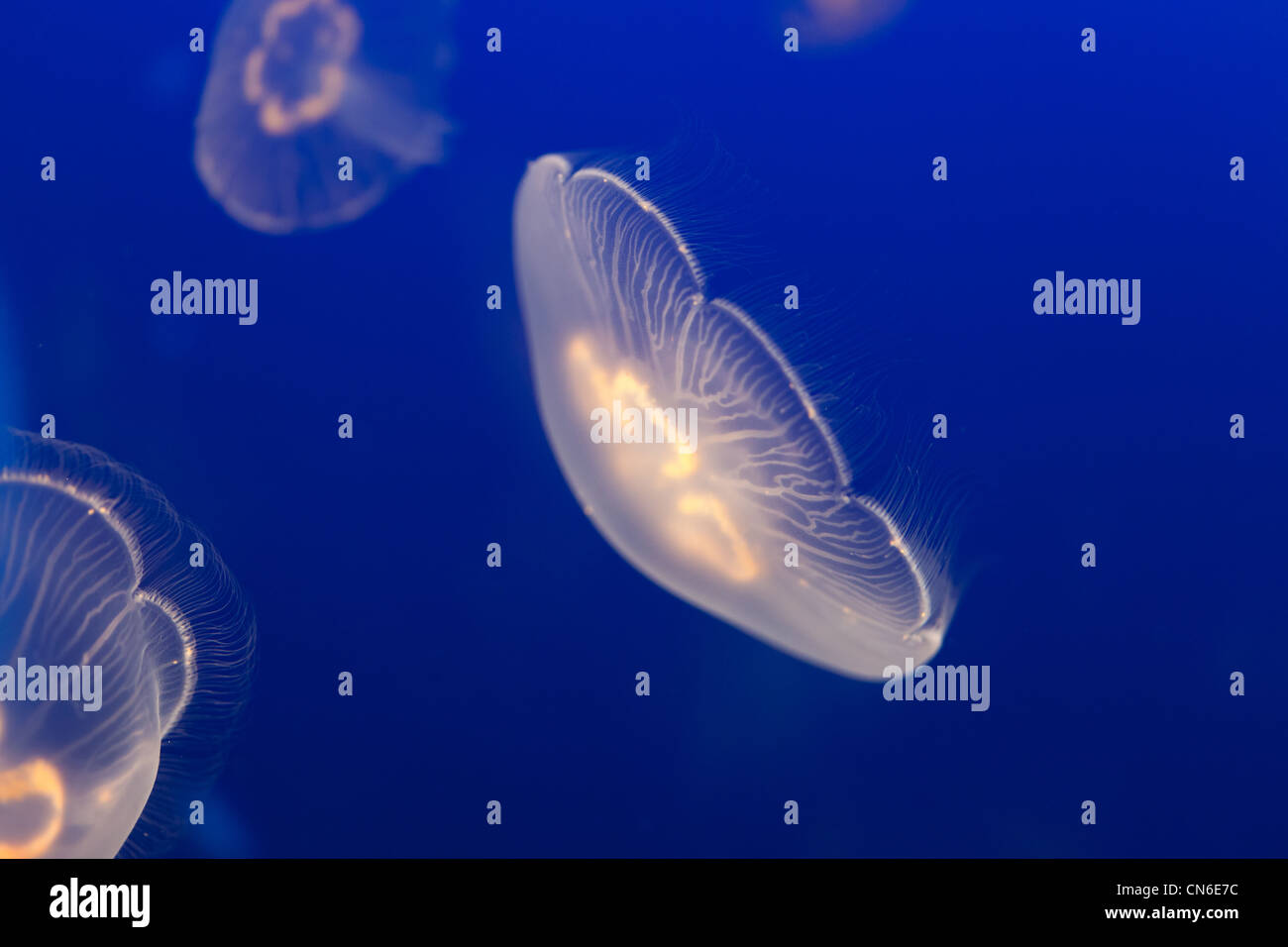 jellyfish with blue ocean water Stock Photo