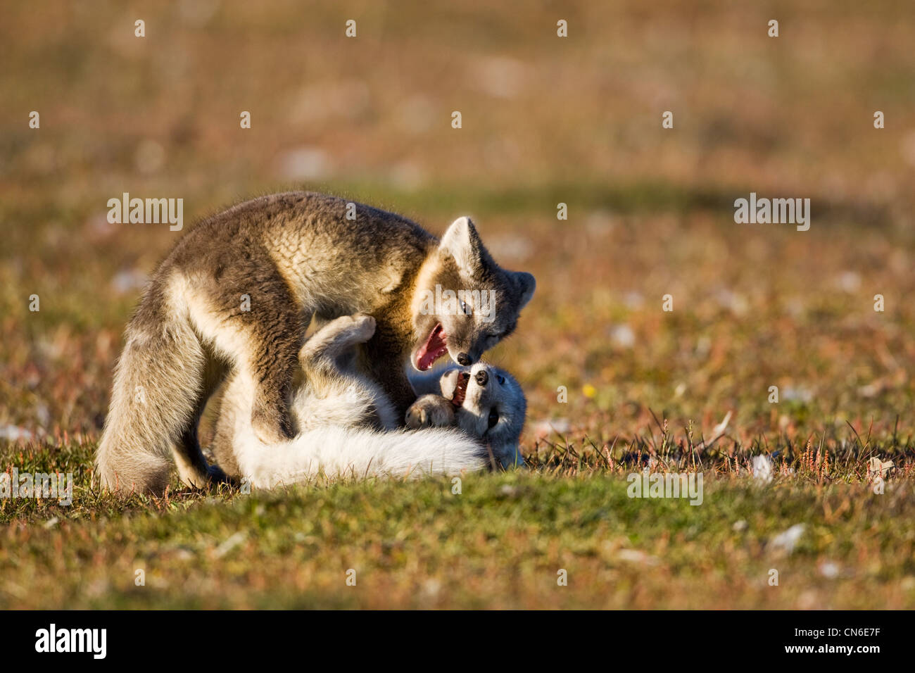 Norway, Svalbard, Edgeoya Island, Arctic Fox (Vulpes lagopus) Kits
