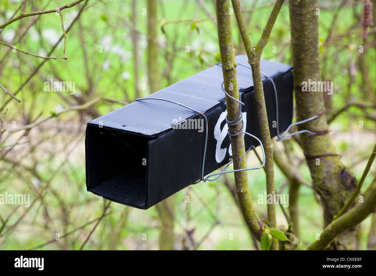 Plastic nest box tube used to survey hedgerow for dormouse (Muscardinus avellanarius), Kent, UK. Stock Photo