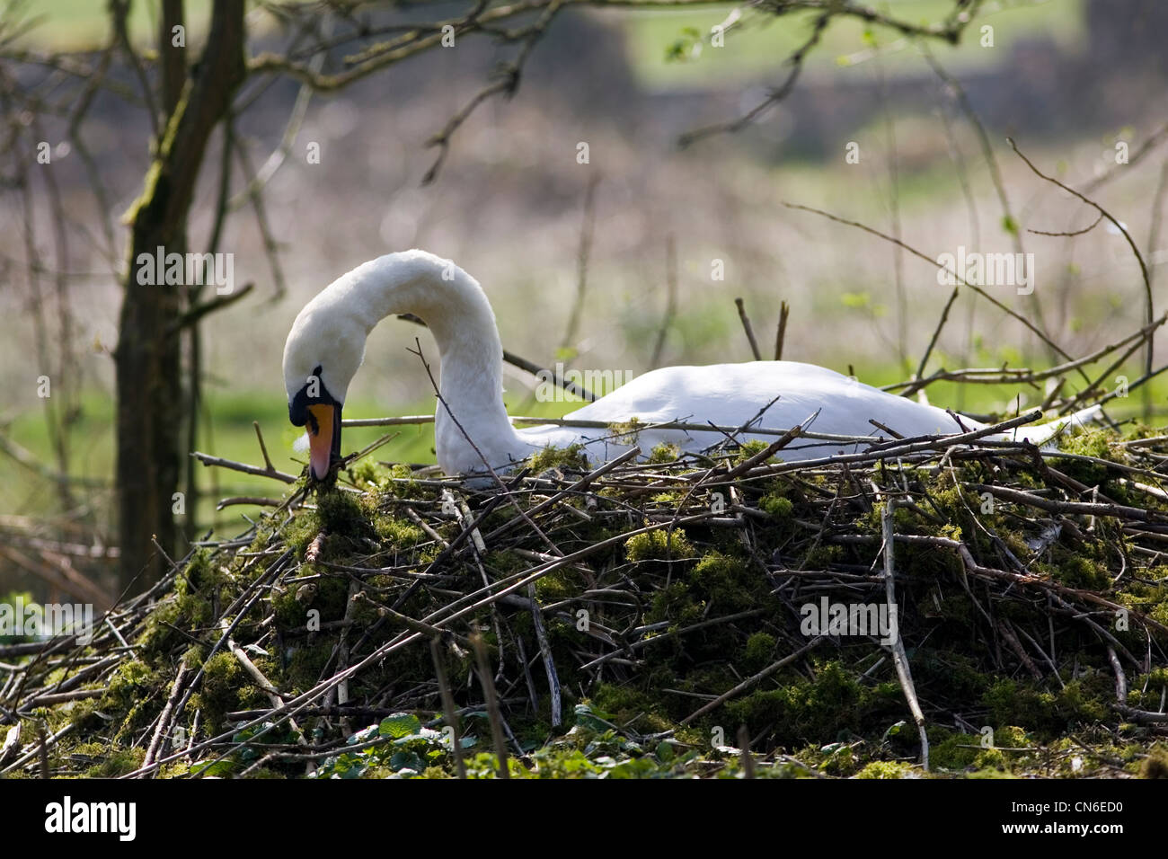 Female mute swan building her nest, Donnington, Gloucestershire, United Kingdom Stock Photo