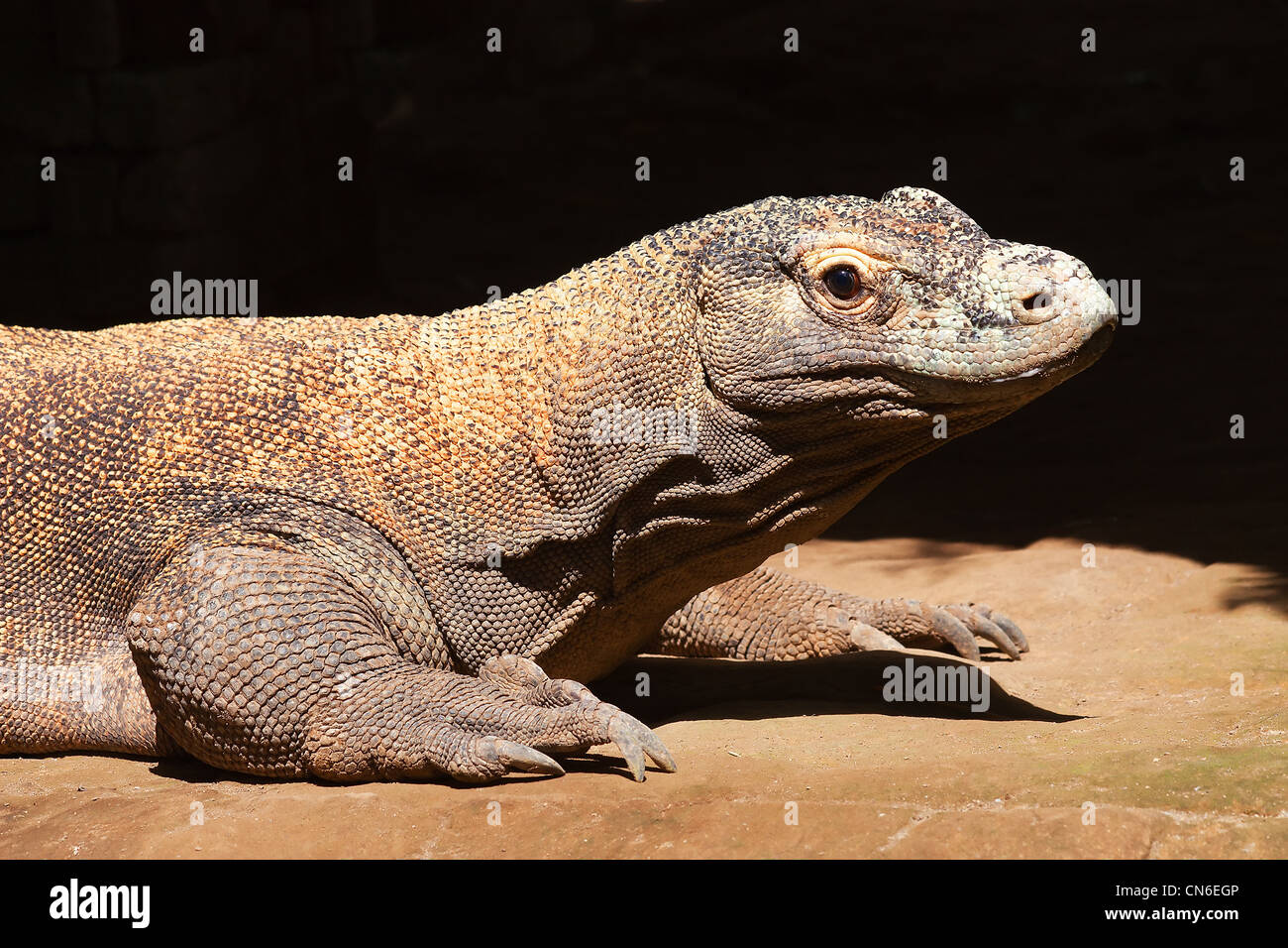 Komodo Dragon (Varanus Komodoensis) Largest Lizard Of The World Stock ...